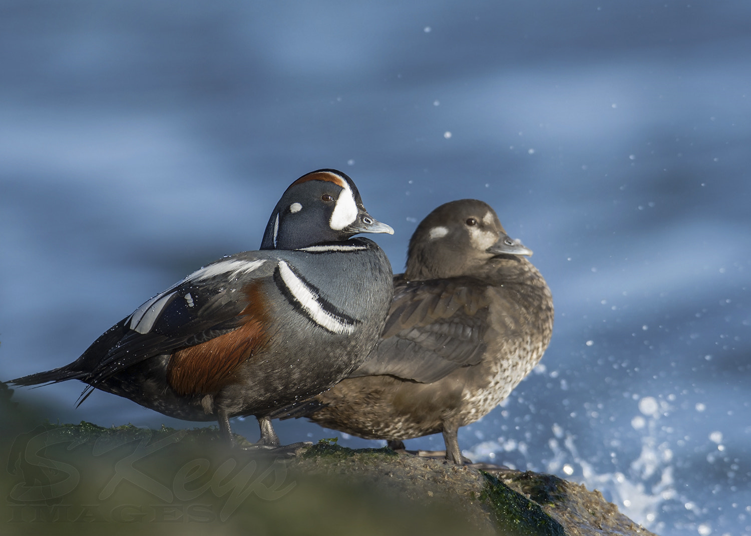 Nikon D7200 + Nikon AF-S Nikkor 500mm F4G ED VR sample photo. Pair of harlequins enjoying another day on the rocks. photography