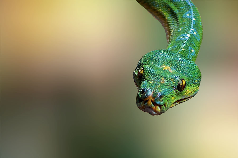 Canon EOS 60D + Tamron SP AF 90mm F2.8 Di Macro sample photo. Snake , phyton photography