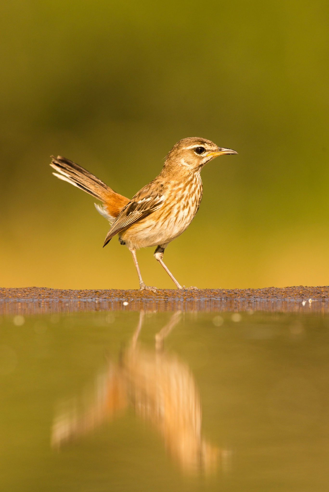 Nikon D800E sample photo. Scrub robin photography