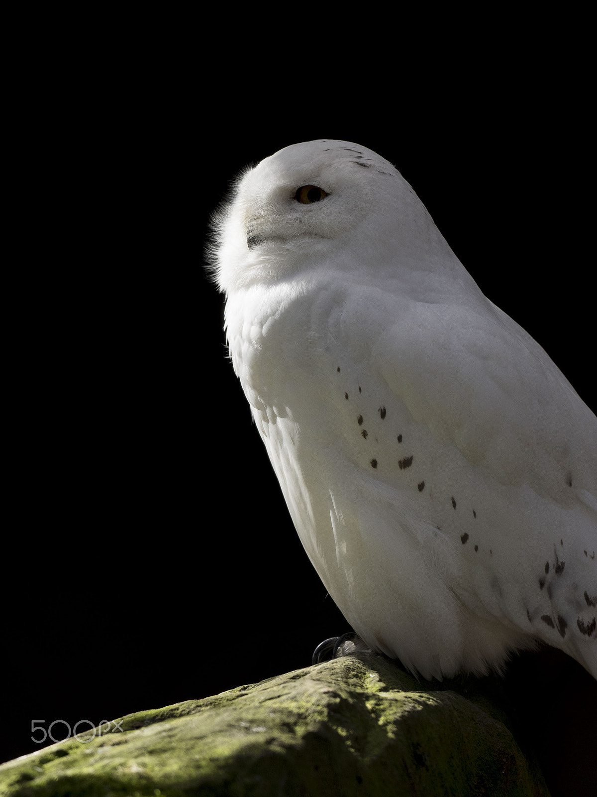 Olympus OM-D E-M1 + OLYMPUS M.300mm F4.0 sample photo. Snowy owl (nyctea scandiaca) photography