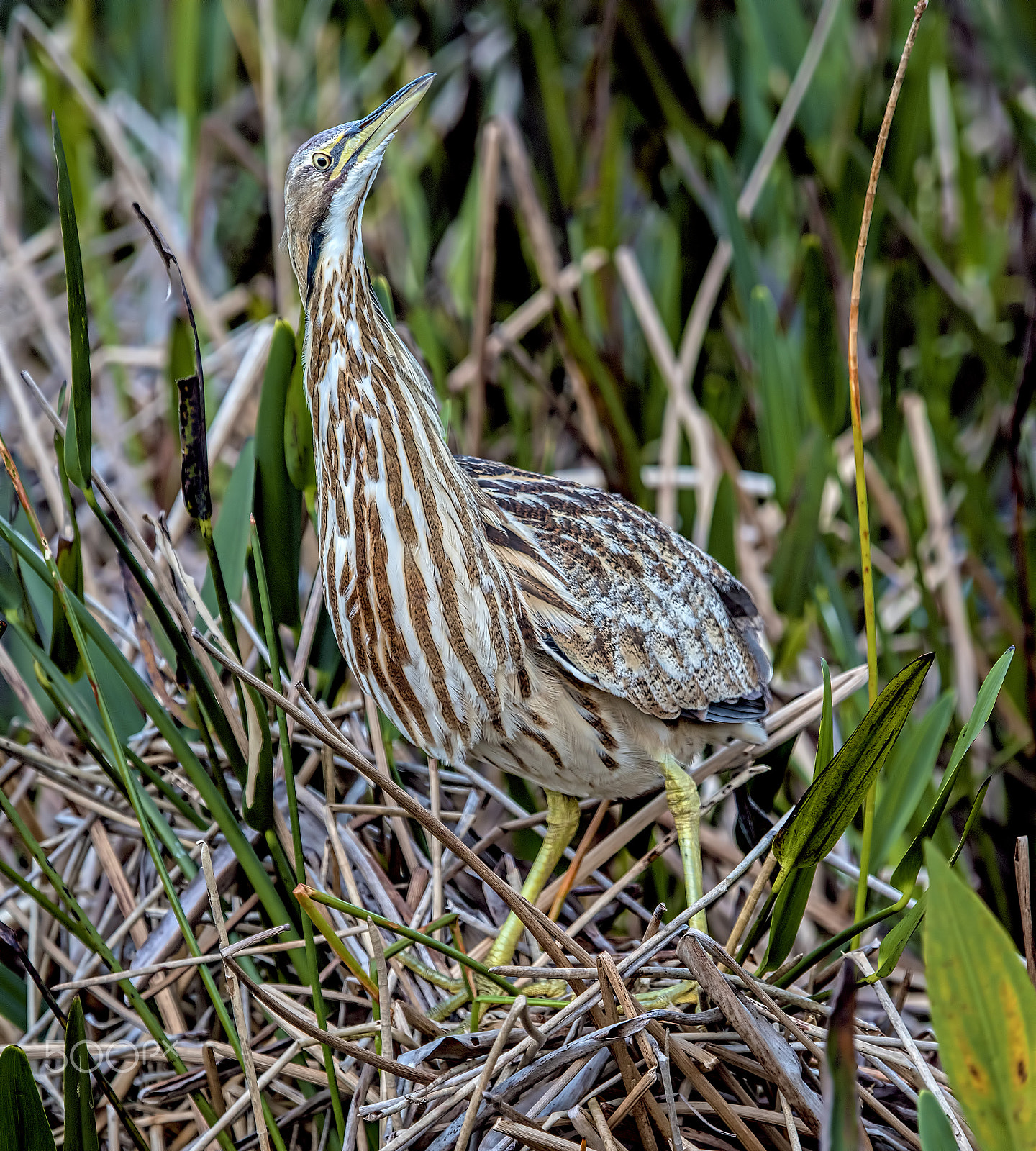 Nikon D810 sample photo. Hunting photography