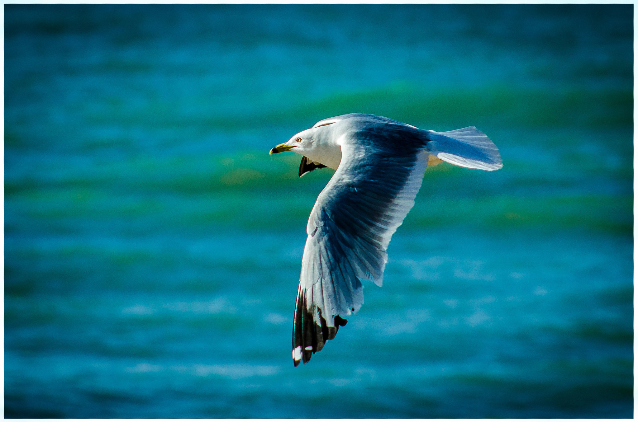 Nikon D7000 + AF Nikkor 70-210mm f/4-5.6 sample photo. Free.. photography