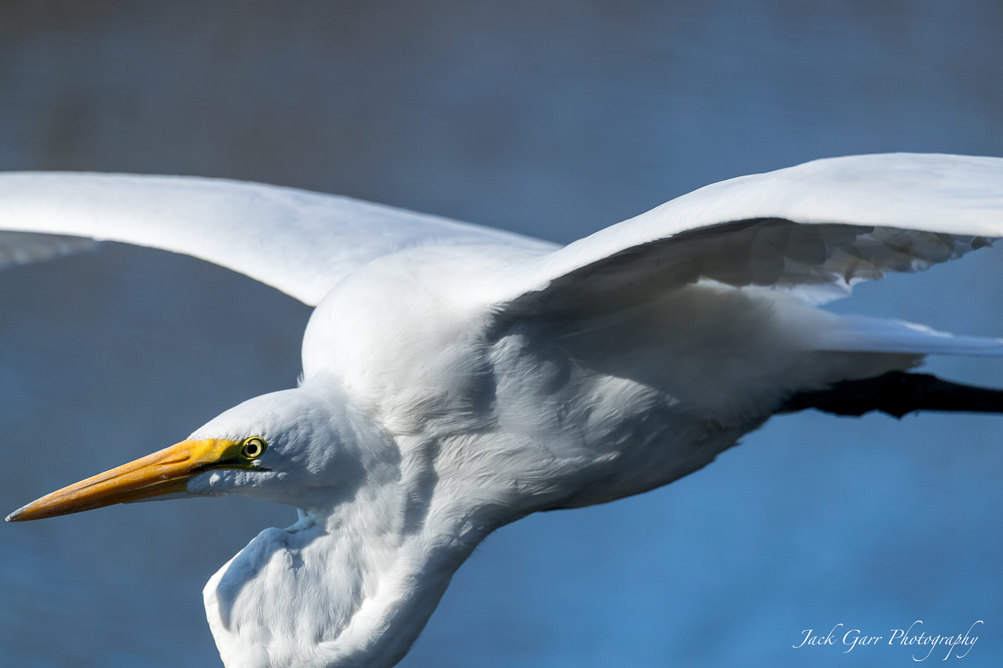 Canon EOS-1D X Mark II + 150-600mm F5-6.3 DG OS HSM | Sports 014 sample photo. Great white egret closeup in flight photography