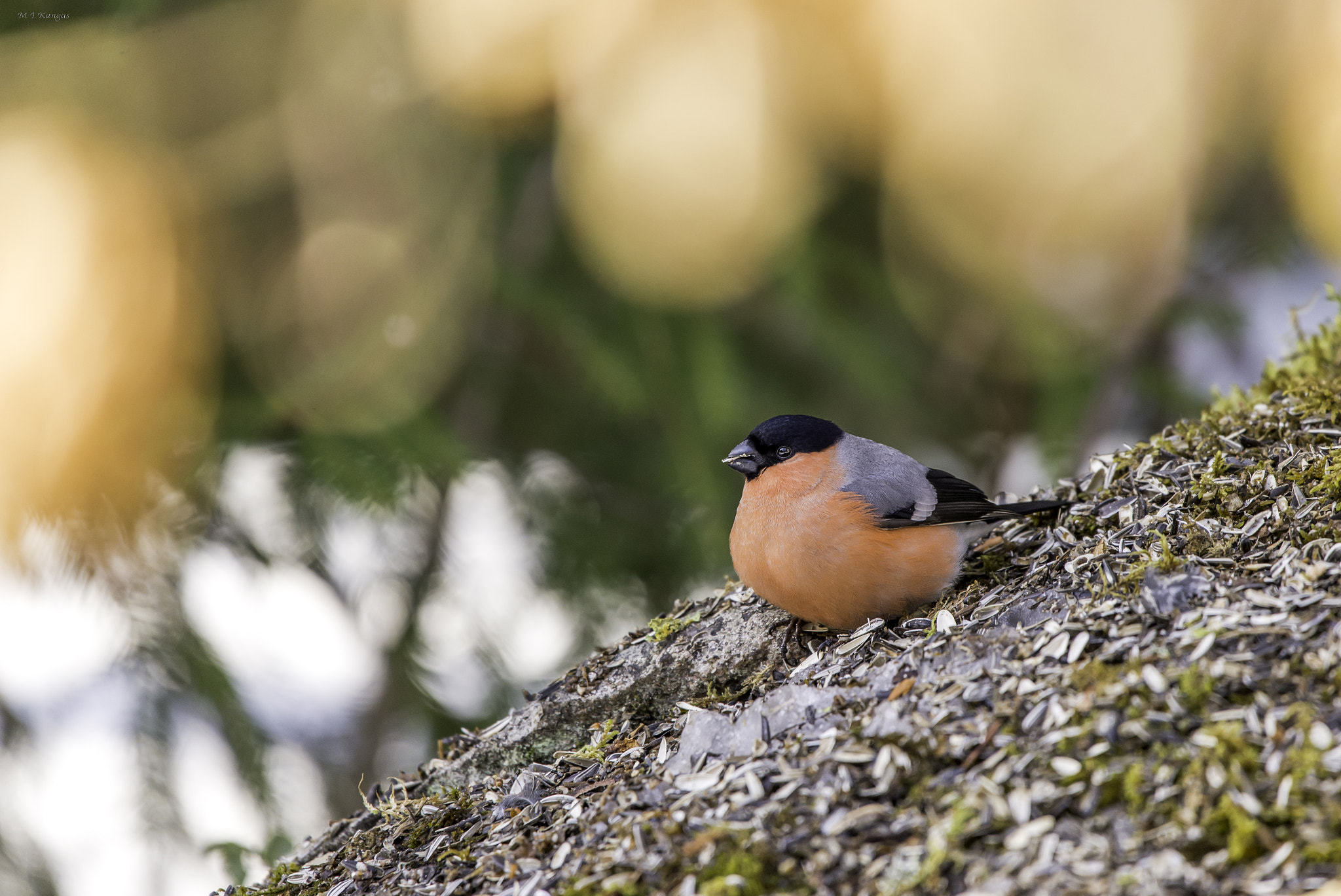 Sigma 150-600mm F5-6.3 DG OS HSM | C sample photo. Bullfinch photography