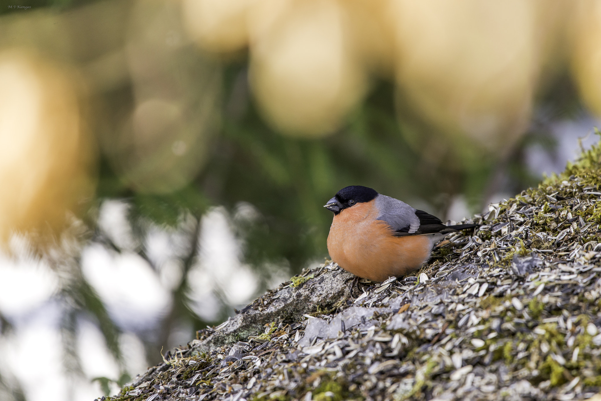 Nikon D610 sample photo. Bullfinch photography