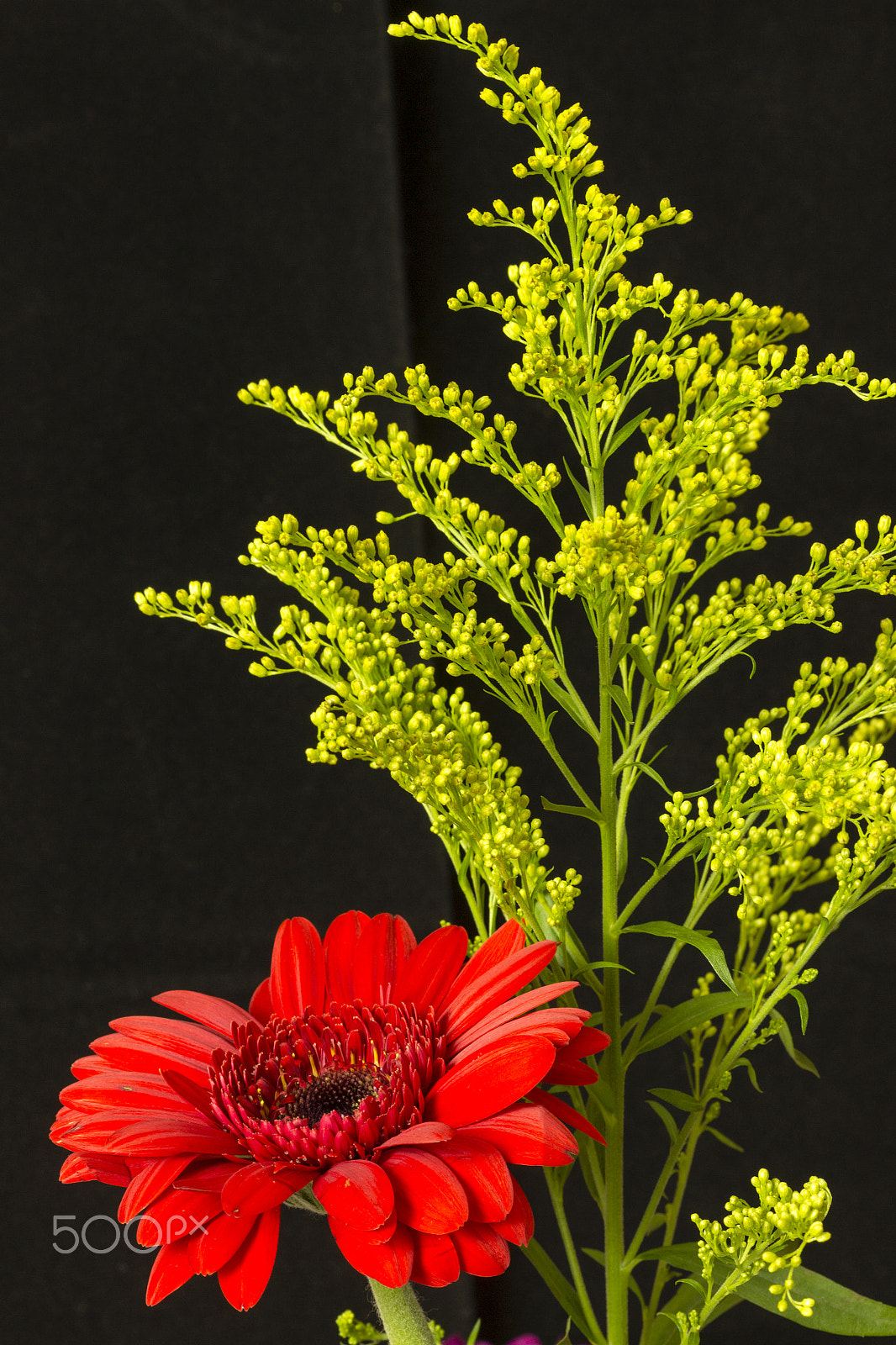 Canon EF 100mm F2.8 Macro USM sample photo. Stunning contrast photography