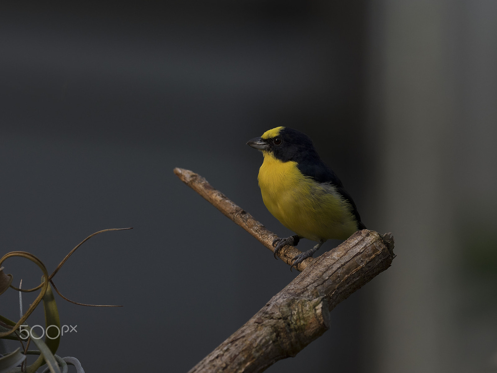 Olympus OM-D E-M1 sample photo. Veilchenorganist (euphonia violacea) photography