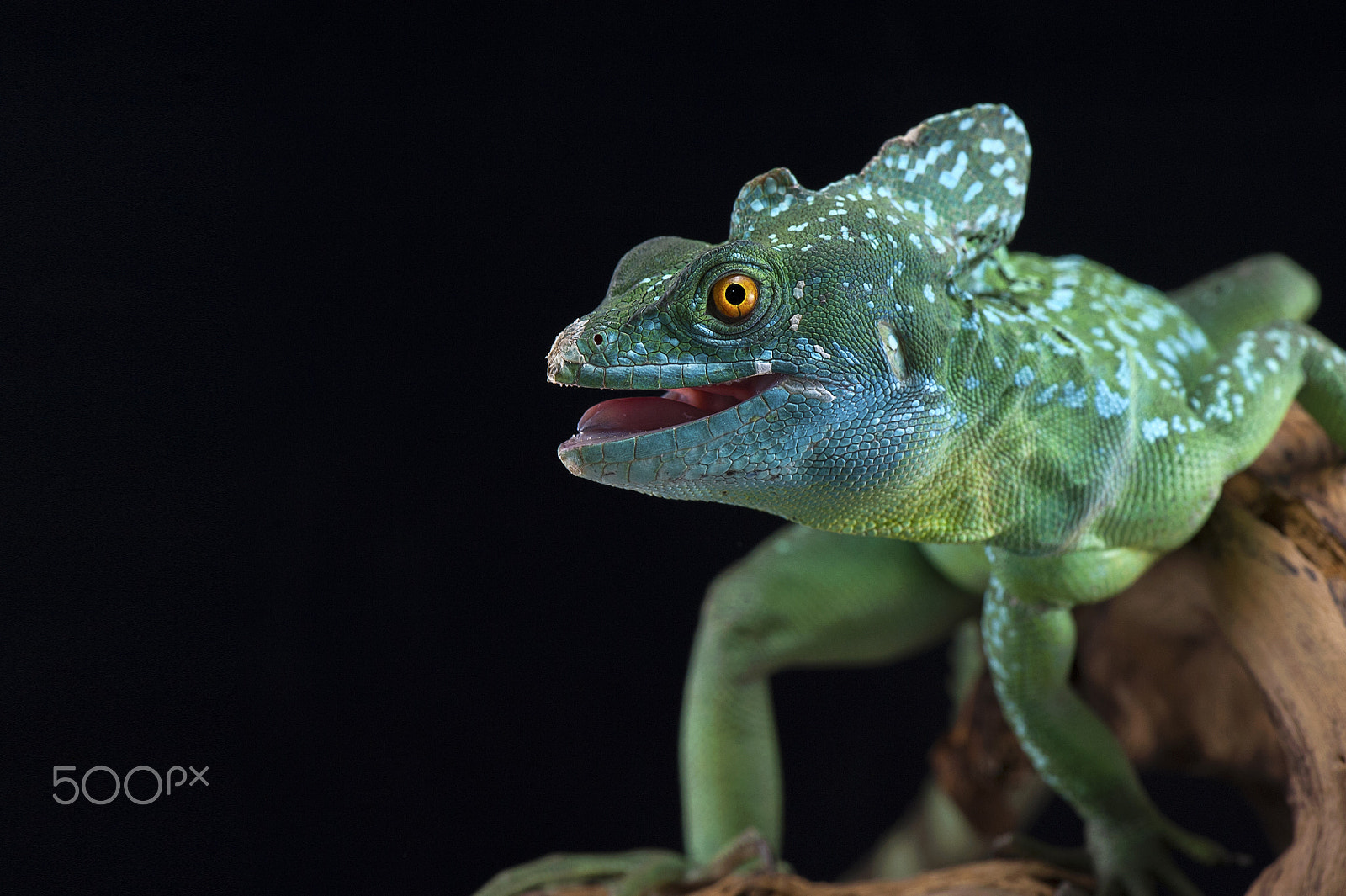 Nikon D700 + Nikon AF-S Micro-Nikkor 105mm F2.8G IF-ED VR sample photo. Basiliscus basiliscus photography