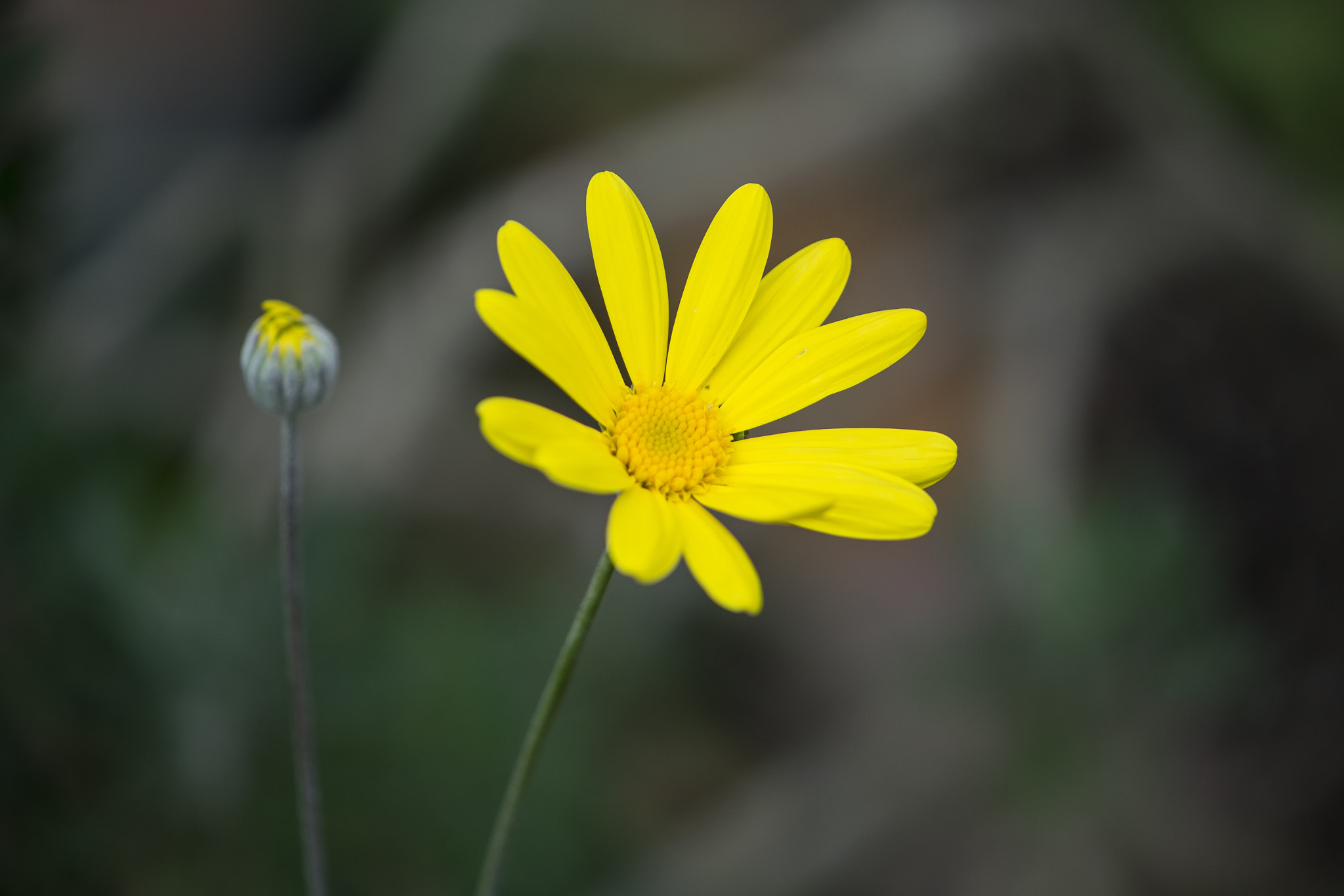 Nikon AF-S DX Micro-Nikkor 85mm F3.5G ED VR sample photo. 「ユリオプスデージー」 photography