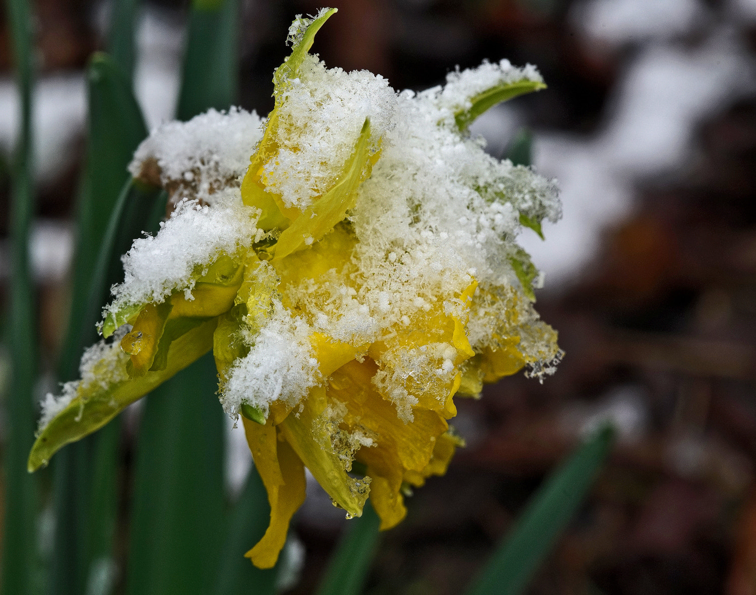 100mm F2.8 SSM sample photo. Crystal coated photography