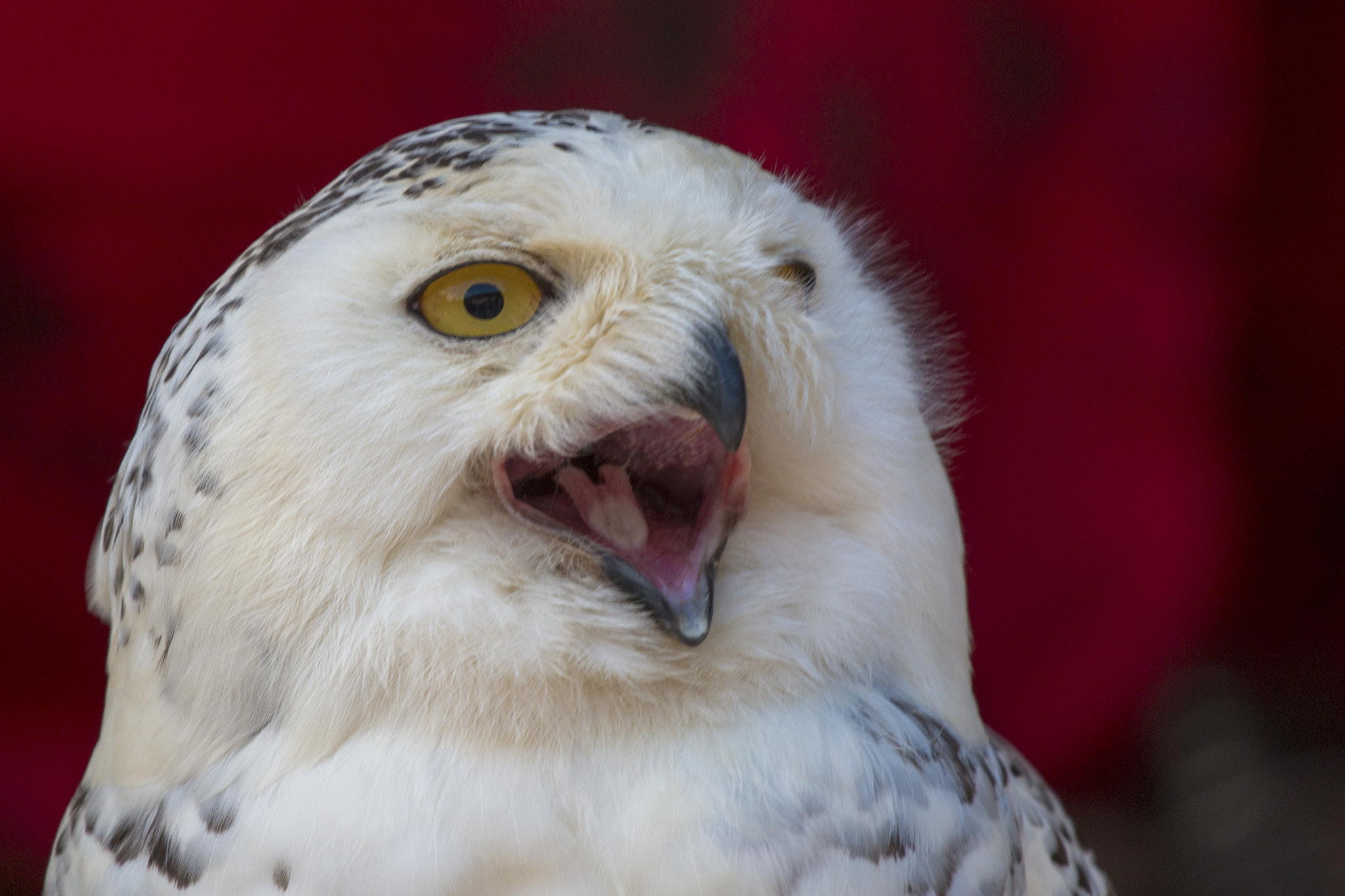 Canon EOS 70D + Canon EF 70-200mm F4L USM sample photo. White owl photography