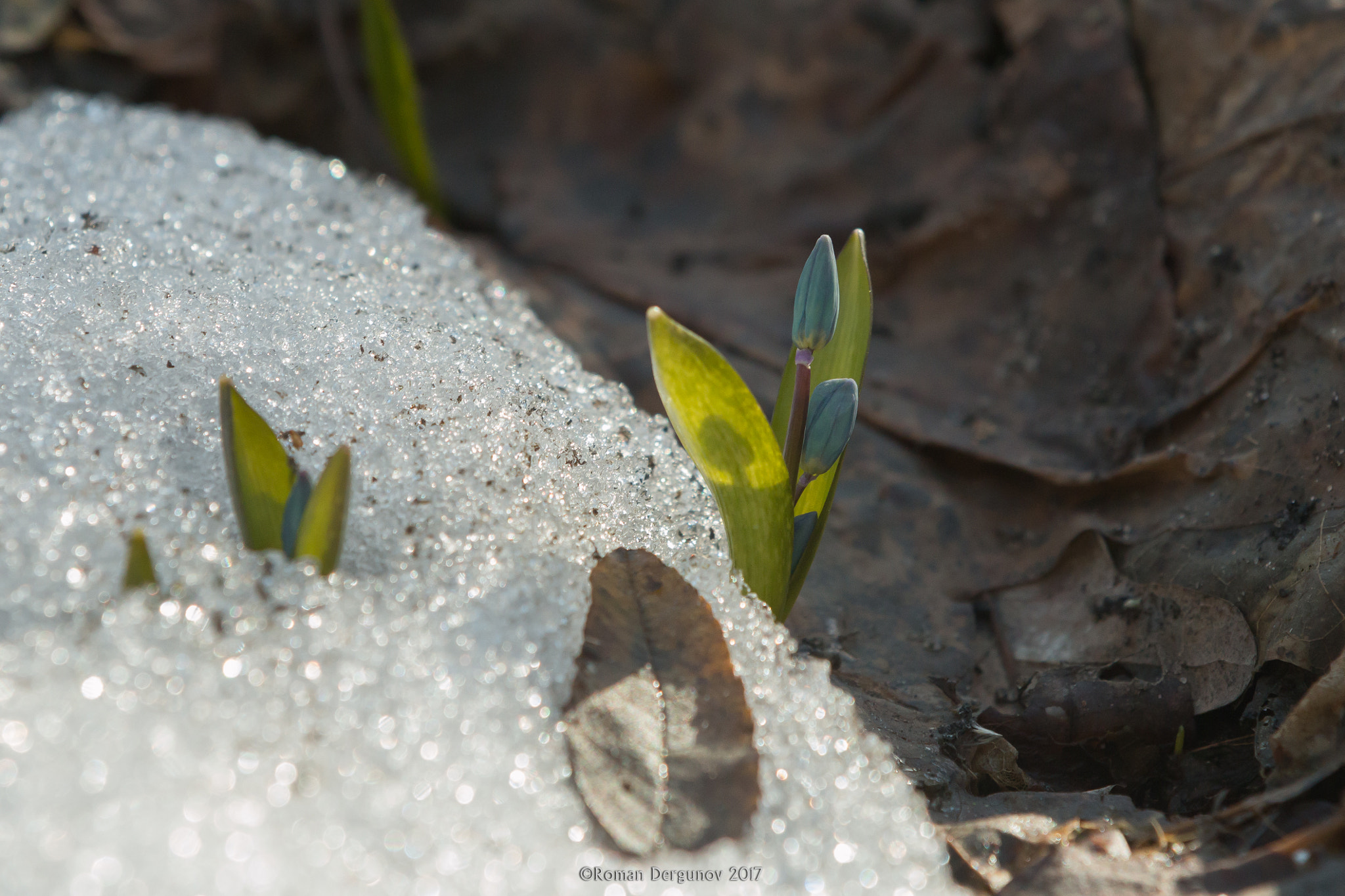 Canon EF 70-200mm F2.8L IS II USM sample photo. Between spring and winter photography