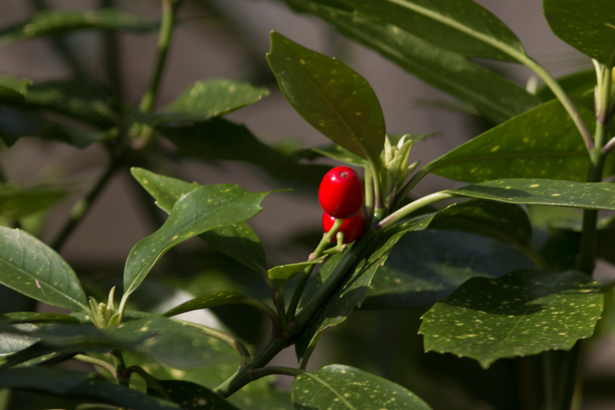 Canon EF 200mm f/2.8L II + 2x sample photo. Prominent red photography