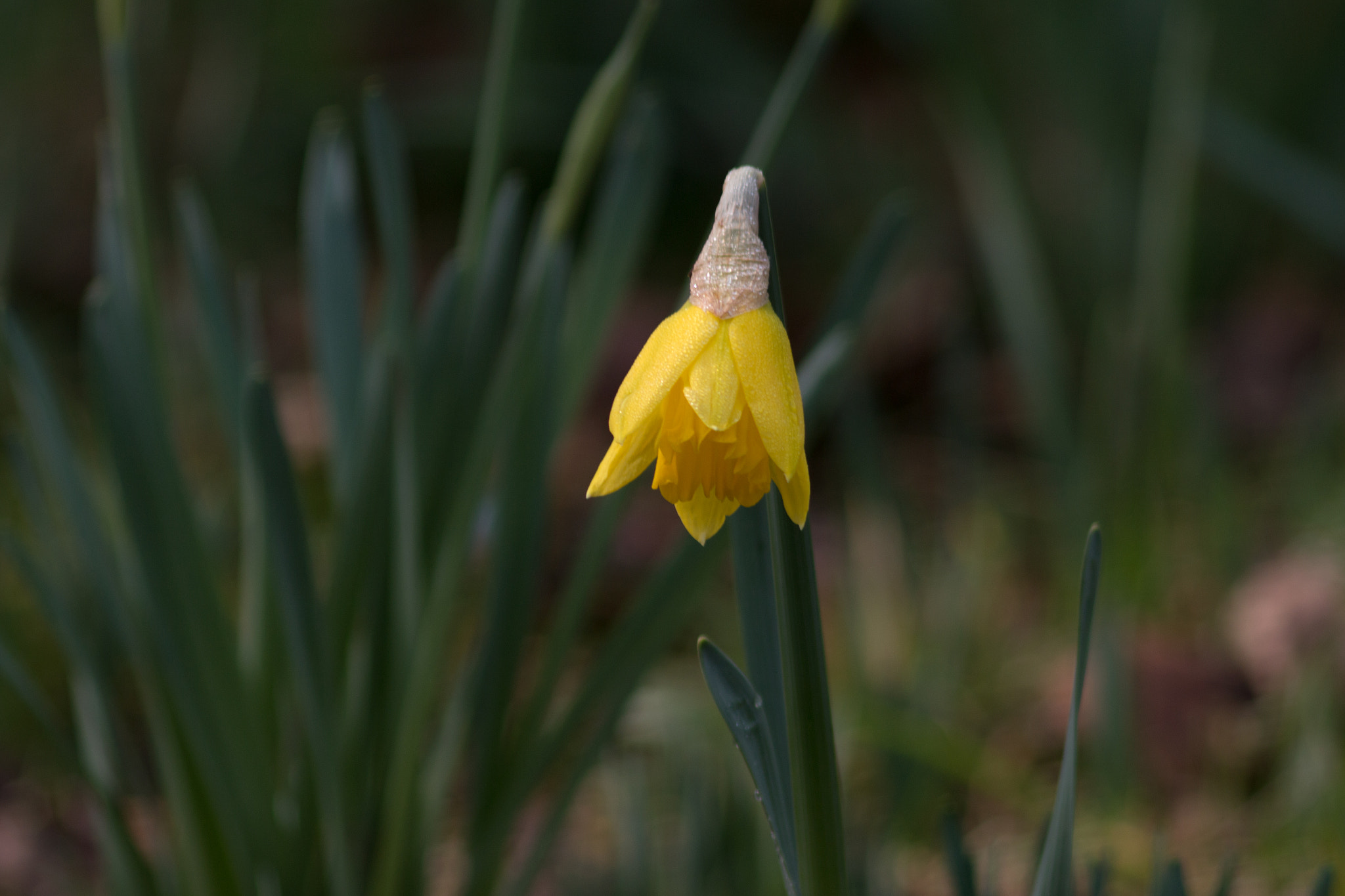 Canon EF 200mm f/2.8L II + 2x sample photo. Yellow photography