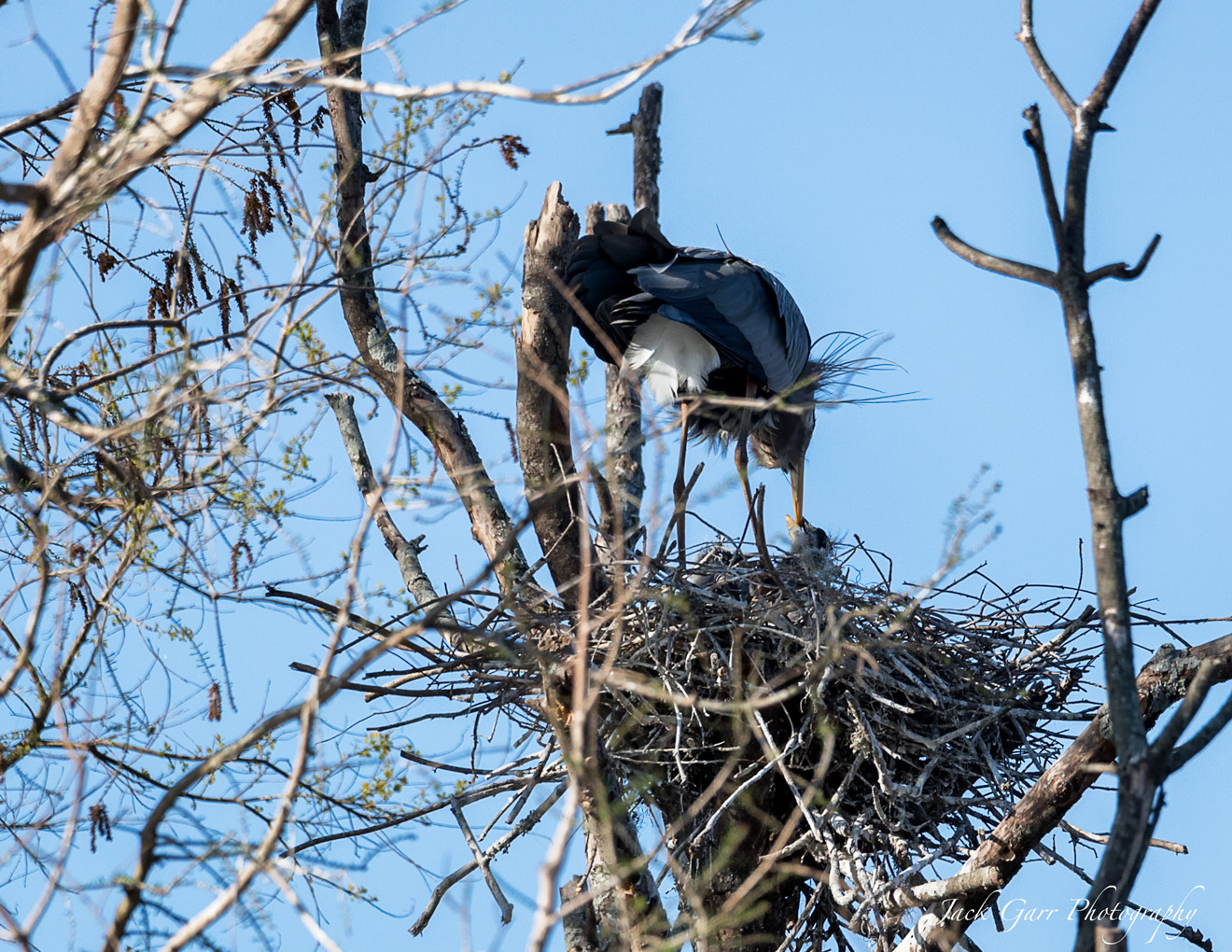 150-600mm F5-6.3 DG OS HSM | Sports 014 sample photo. Great blue heron feeding chick photography