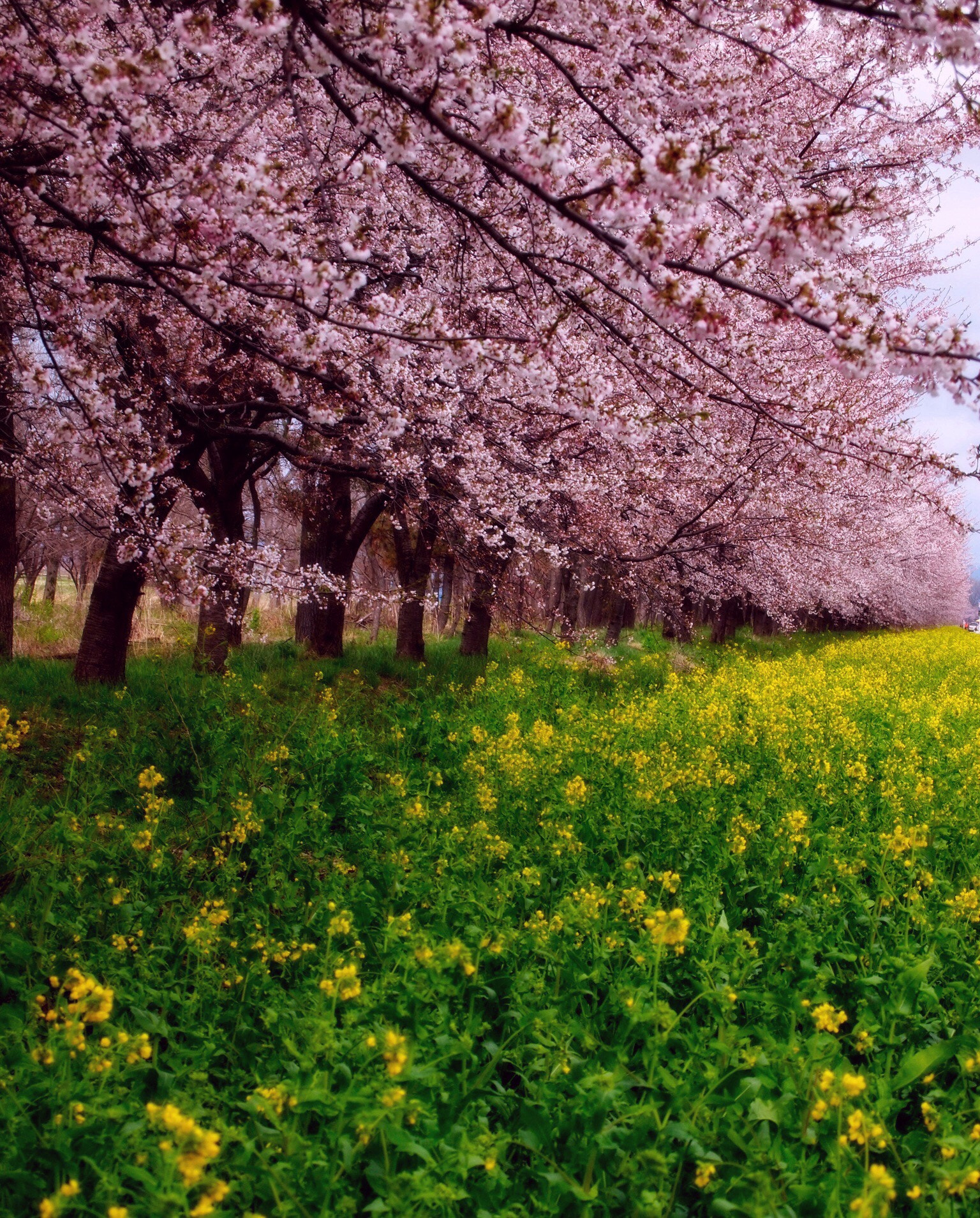 Olympus PEN E-P2 sample photo. Sakura road photography