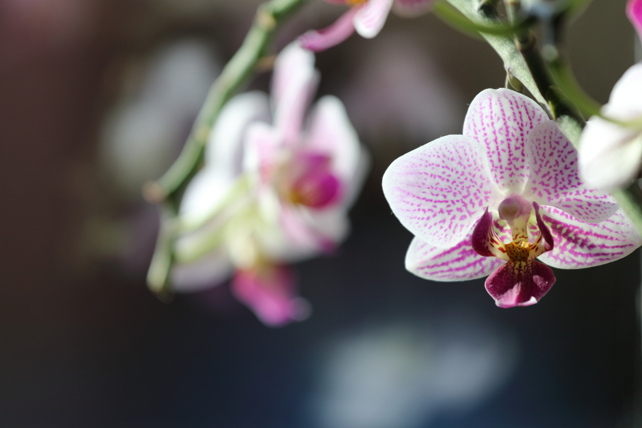 Canon EOS 80D + Canon EF 70-200mm F4L USM sample photo. Orchid in focus photography