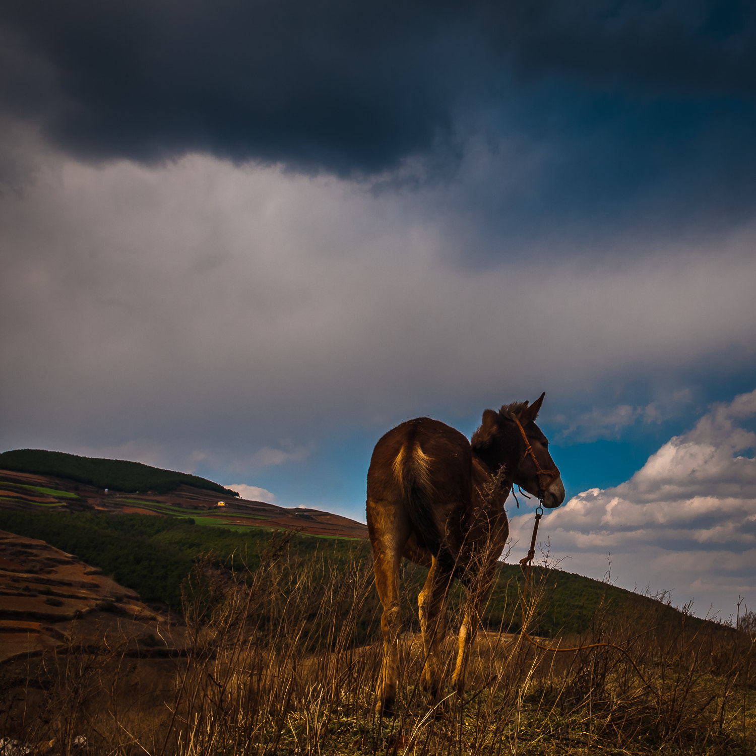 Nikon D300S sample photo. Horse photography