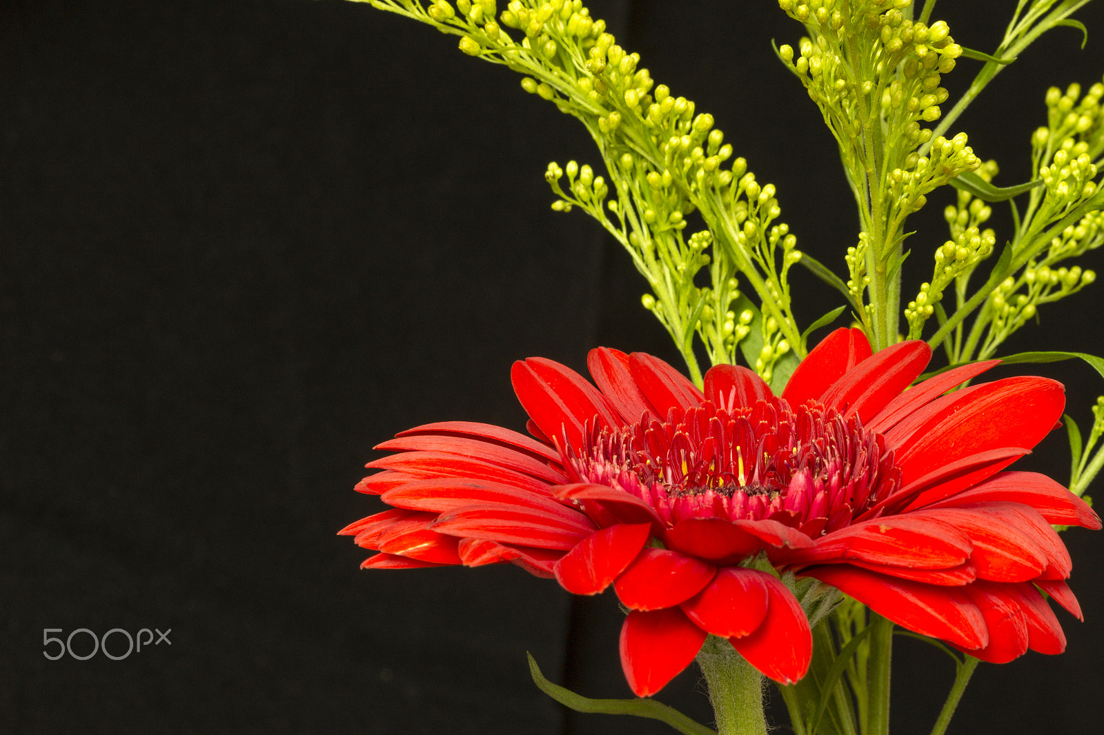 Canon EF 100mm F2.8 Macro USM sample photo. Inevitably it happens photography