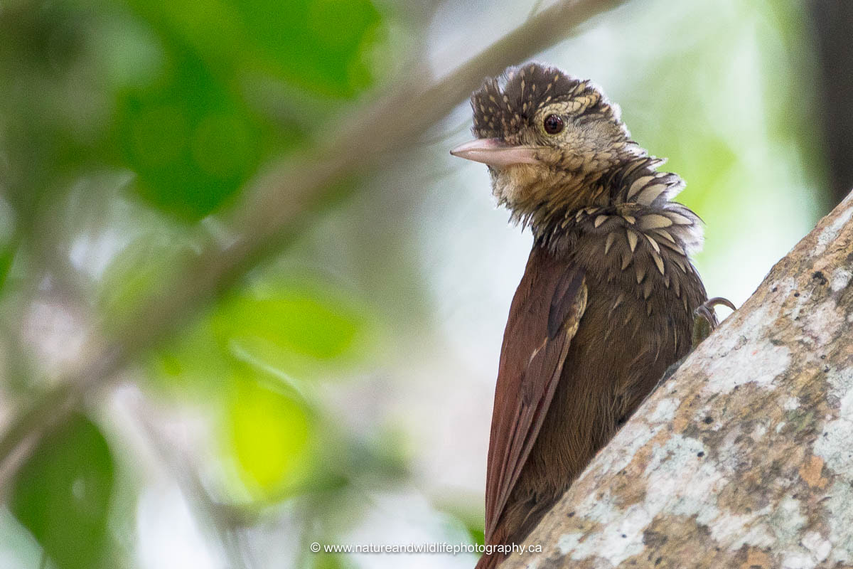 Canon EOS 5DS + Sigma 150-600mm F5-6.3 DG OS HSM | C sample photo. Straight-billed woodcreeper photography