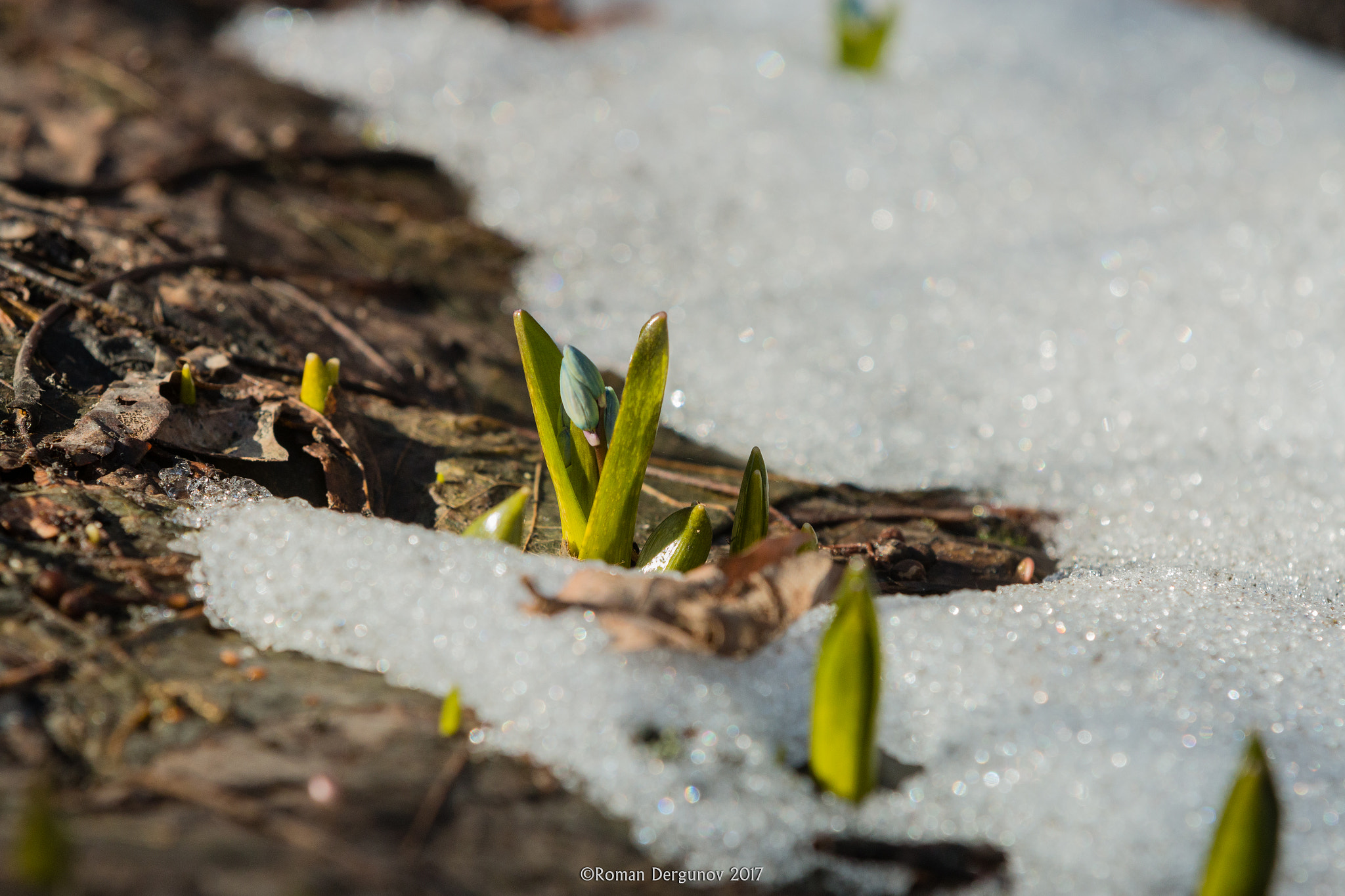 Canon EF 70-200mm F2.8L IS II USM sample photo. Between spring and winter photography
