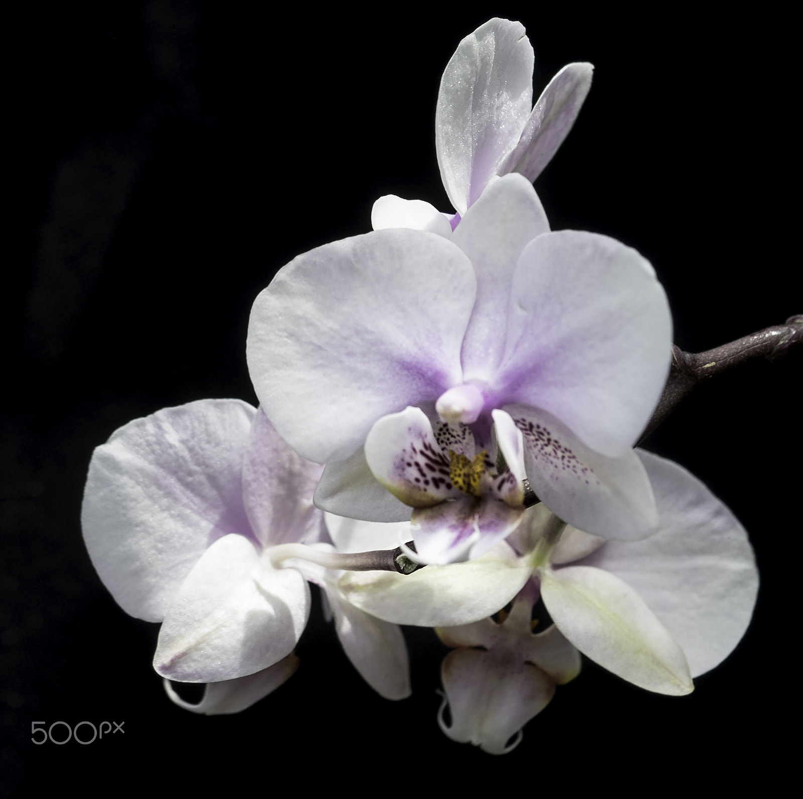 Sony a7 + Sony FE 90mm F2.8 Macro G OSS sample photo. White on black photography