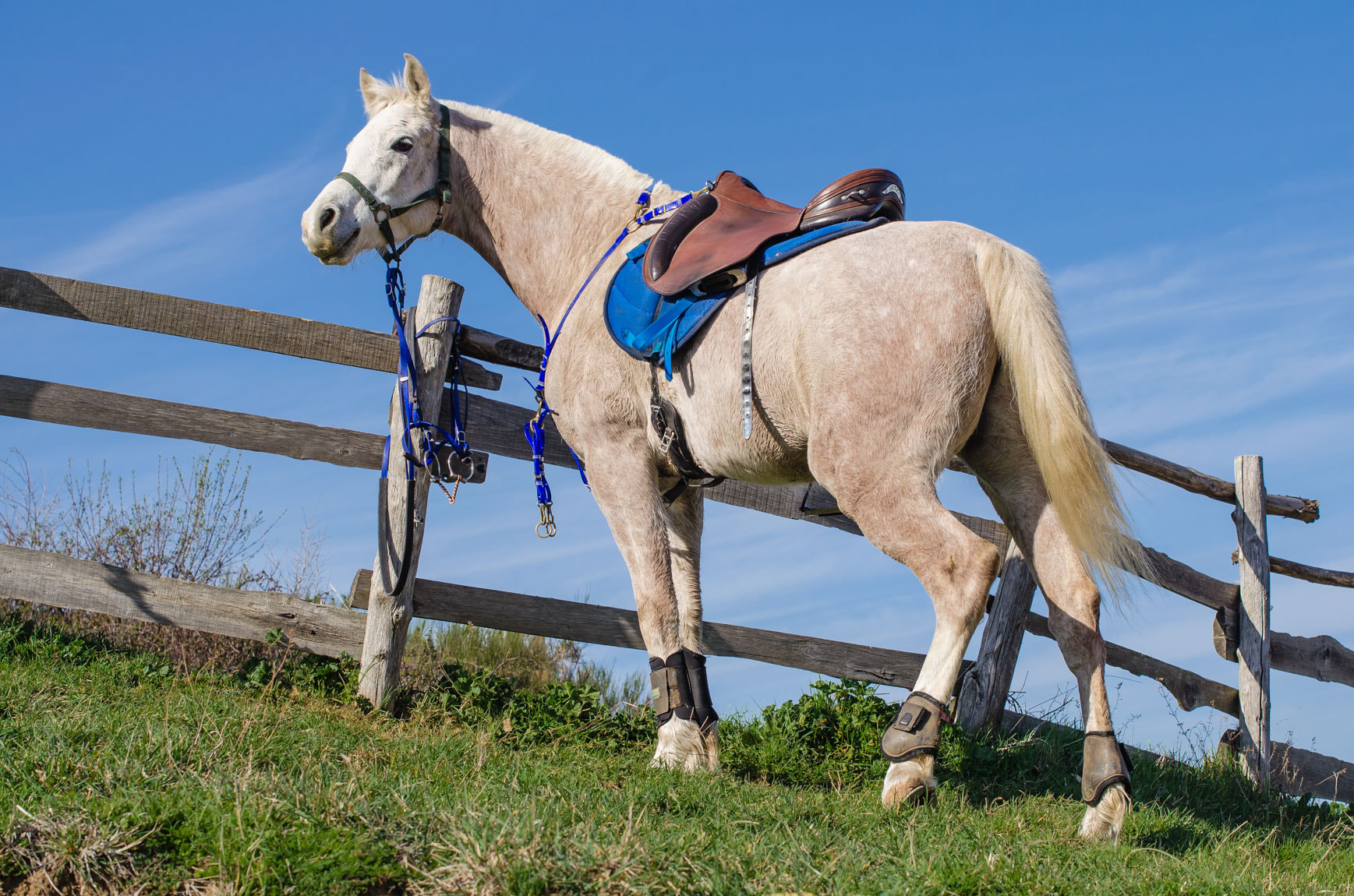 Nikon D5100 + Nikon AF-S Nikkor 50mm F1.4G sample photo. He would like to ride! photography