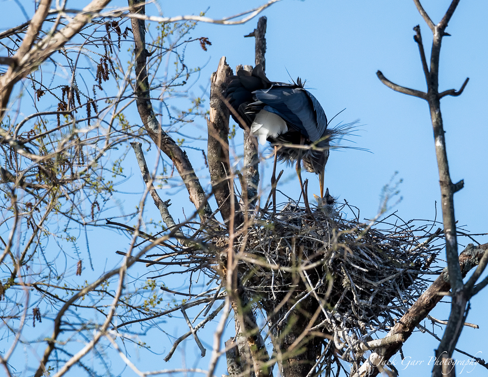 150-600mm F5-6.3 DG OS HSM | Sports 014 sample photo. Great blue heron chick opening wide to feed photography