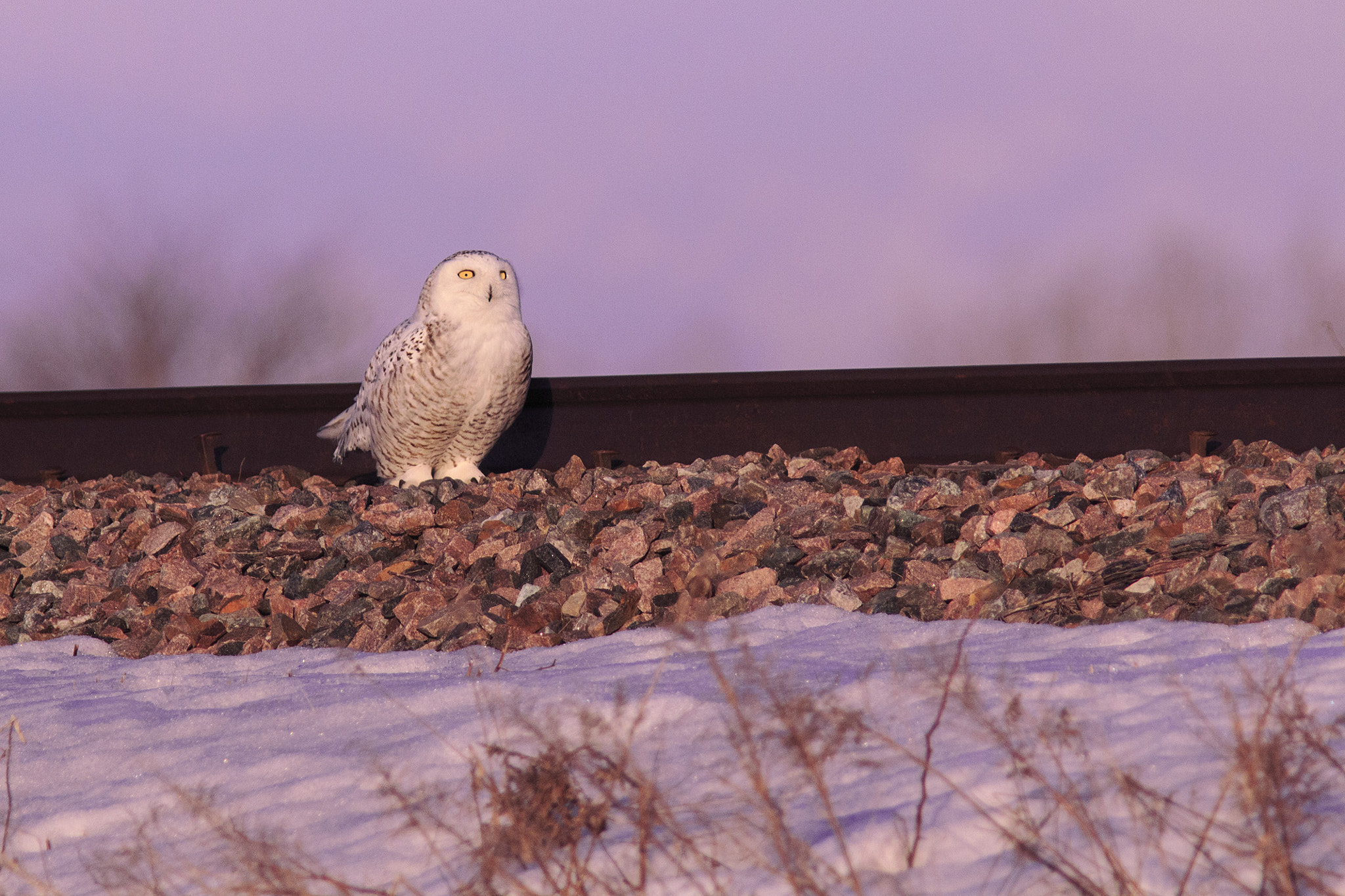Canon EF 300mm F4L IS USM sample photo. Harfang des neiges photography