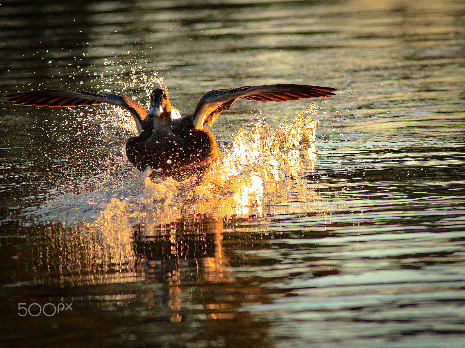 Canon EF 300mm F4L IS USM sample photo. Pacific black duck photography