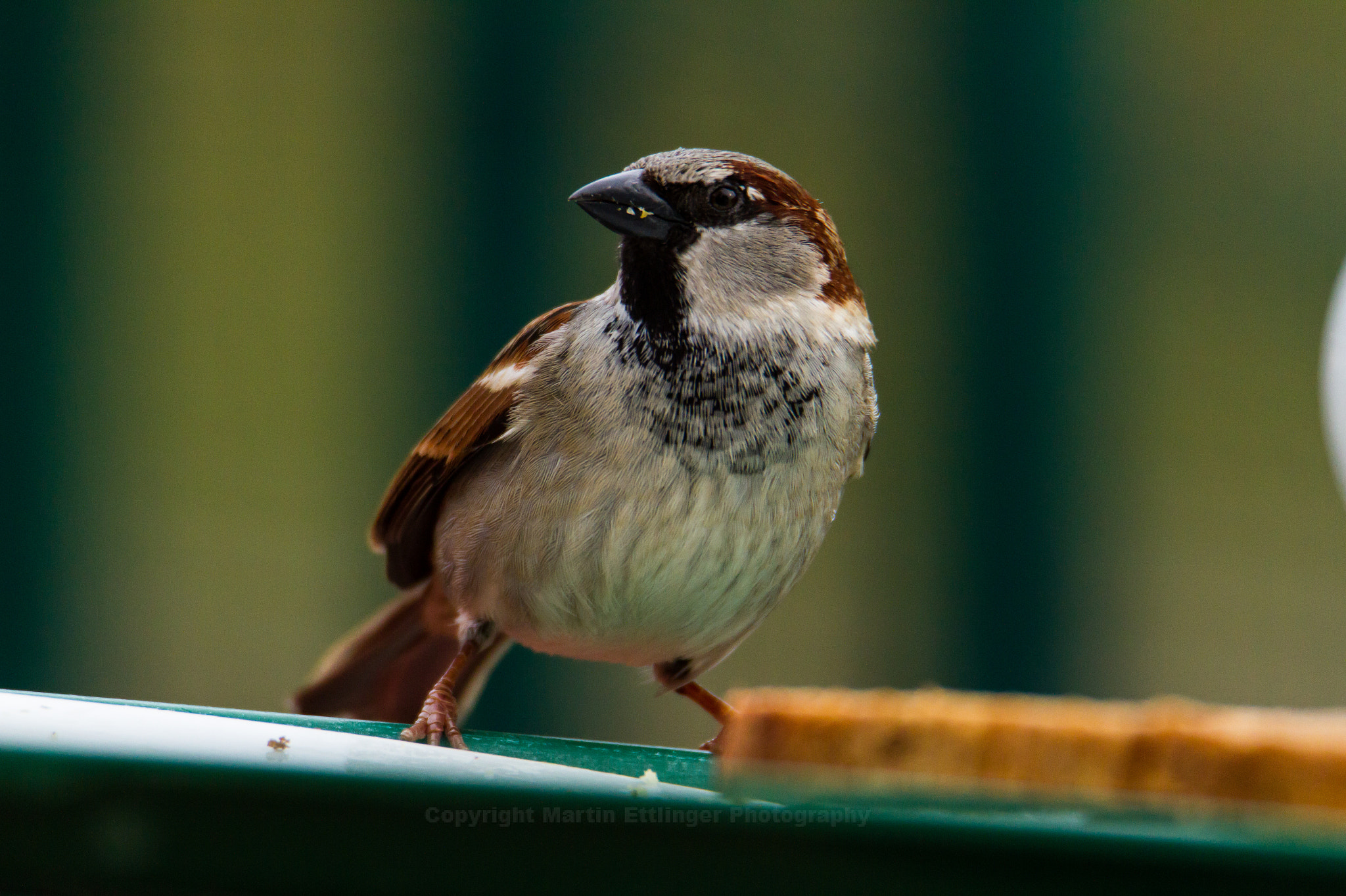 Tamron SP 150-600mm F5-6.3 Di VC USD sample photo. Sparrow ( passer domesticus) stands at a plate with a toast 13032017 photography