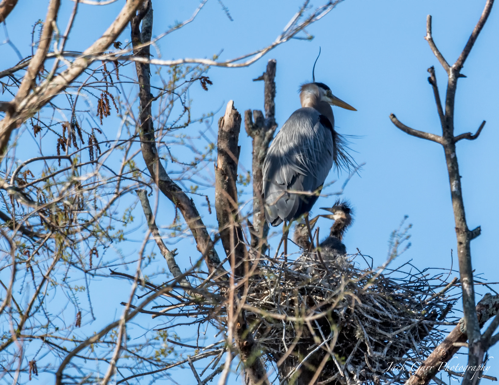 Canon EOS-1D X Mark II + 150-600mm F5-6.3 DG OS HSM | Sports 014 sample photo. Great blue heron with new chicks in nest photography