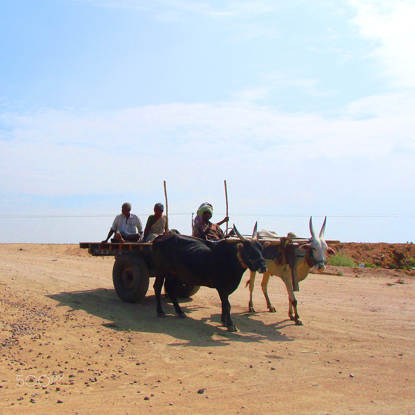 Sony DSC-H5 sample photo. Bullock cart near dhone (andhra pradesh, india) photography