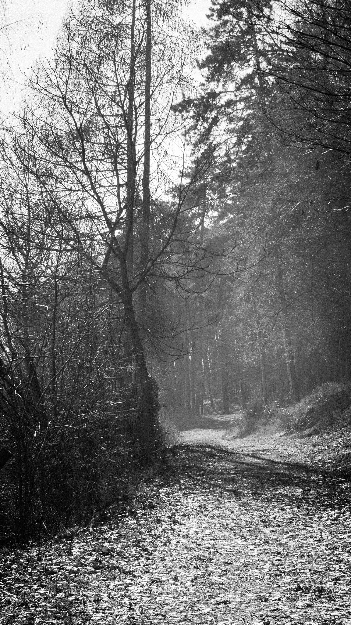 Olympus PEN E-PL6 + Olympus M.Zuiko Digital ED 40-150mm F4-5.6 R sample photo. Black & white forest photography