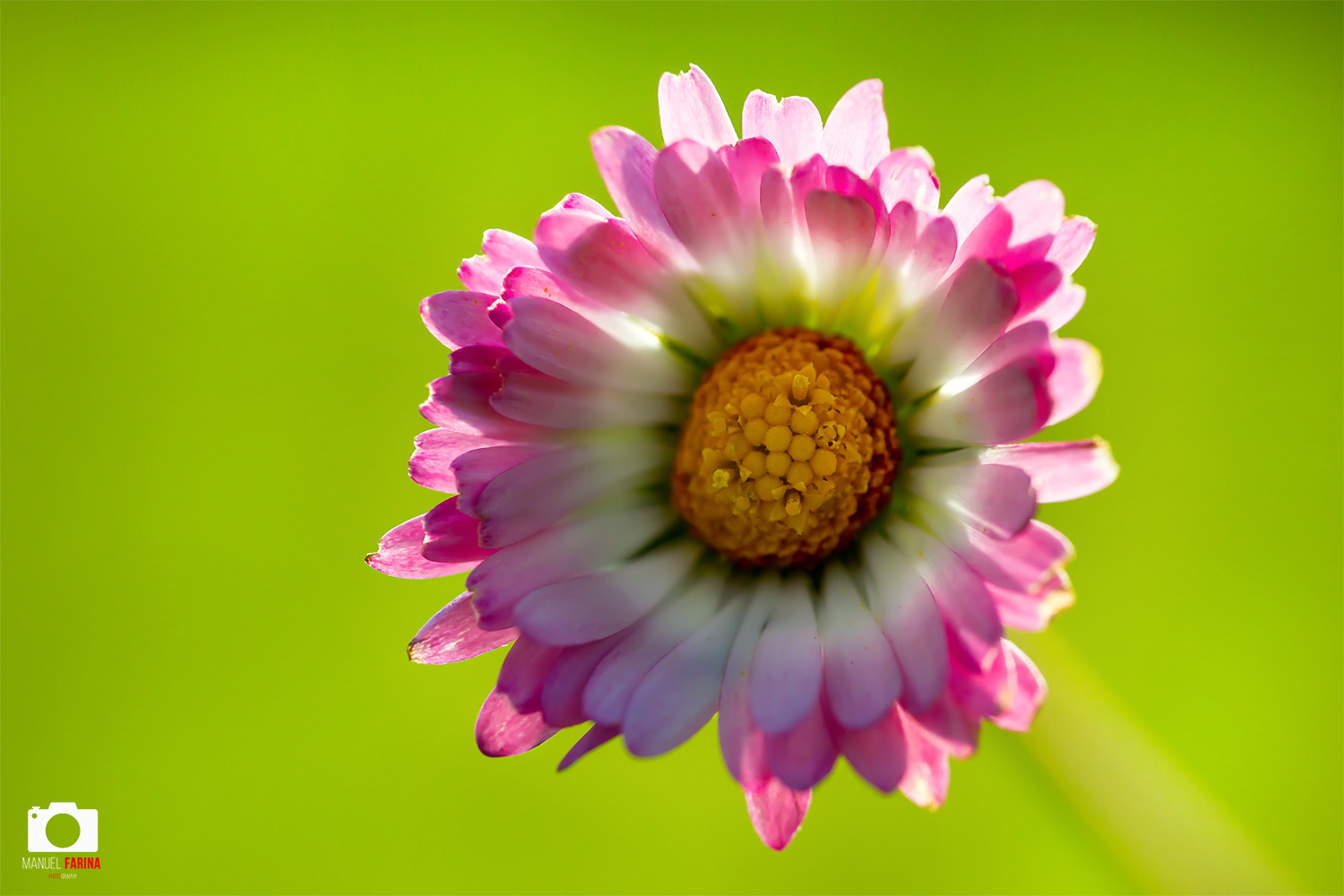 Sigma 105mm F2.8 EX DG OS HSM sample photo. Spring 2017 photography