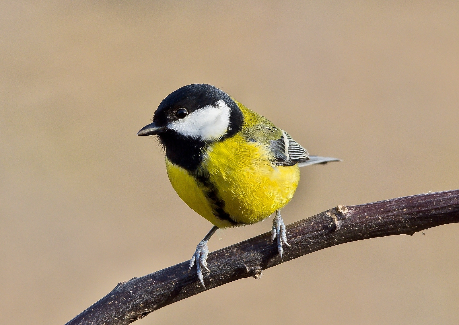 Sigma 120-400mm F4.5-5.6 DG OS HSM sample photo. Great tit photography