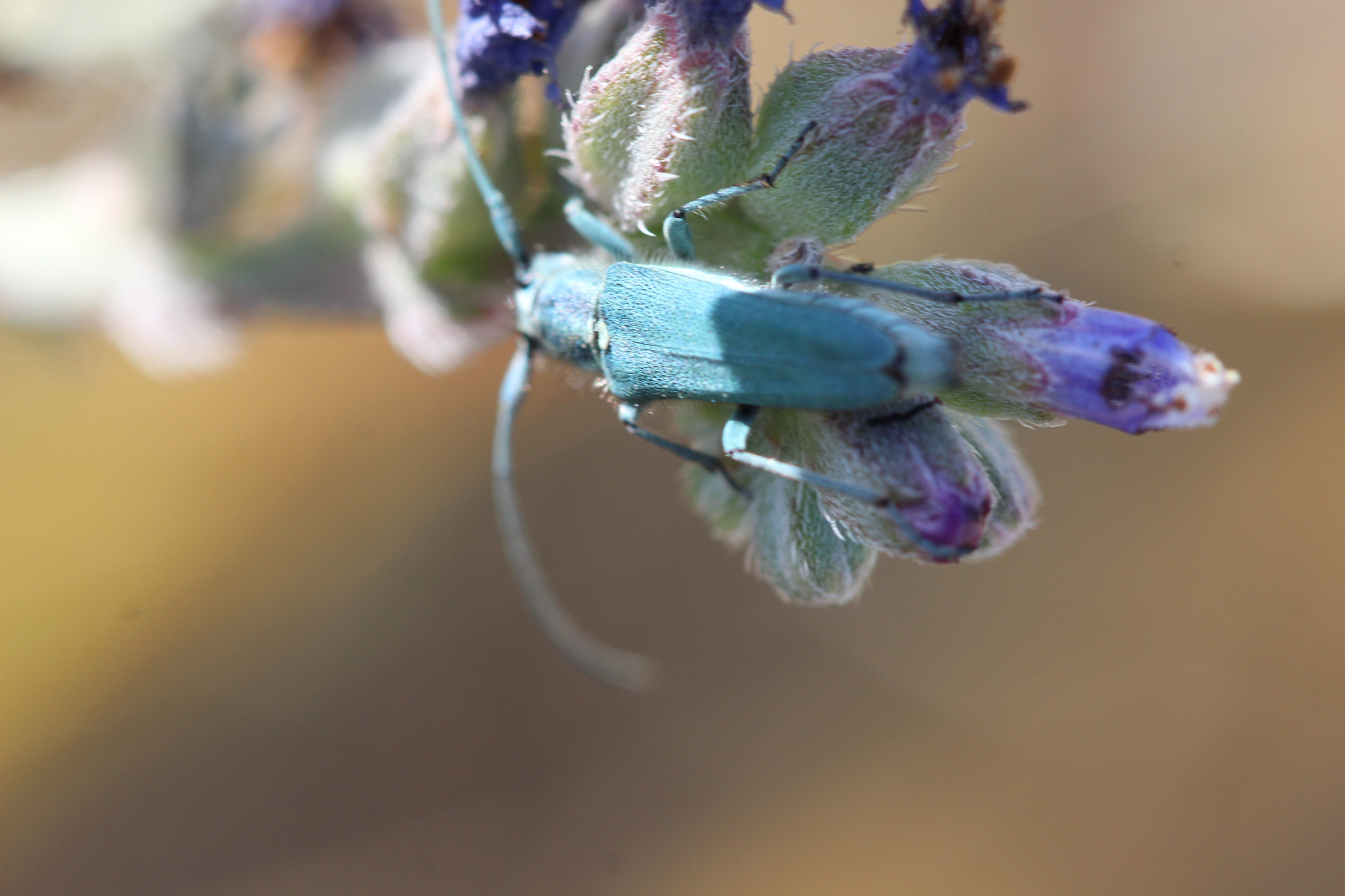 Canon EF 100mm F2.8 Macro USM sample photo. Love the color of the bug photography