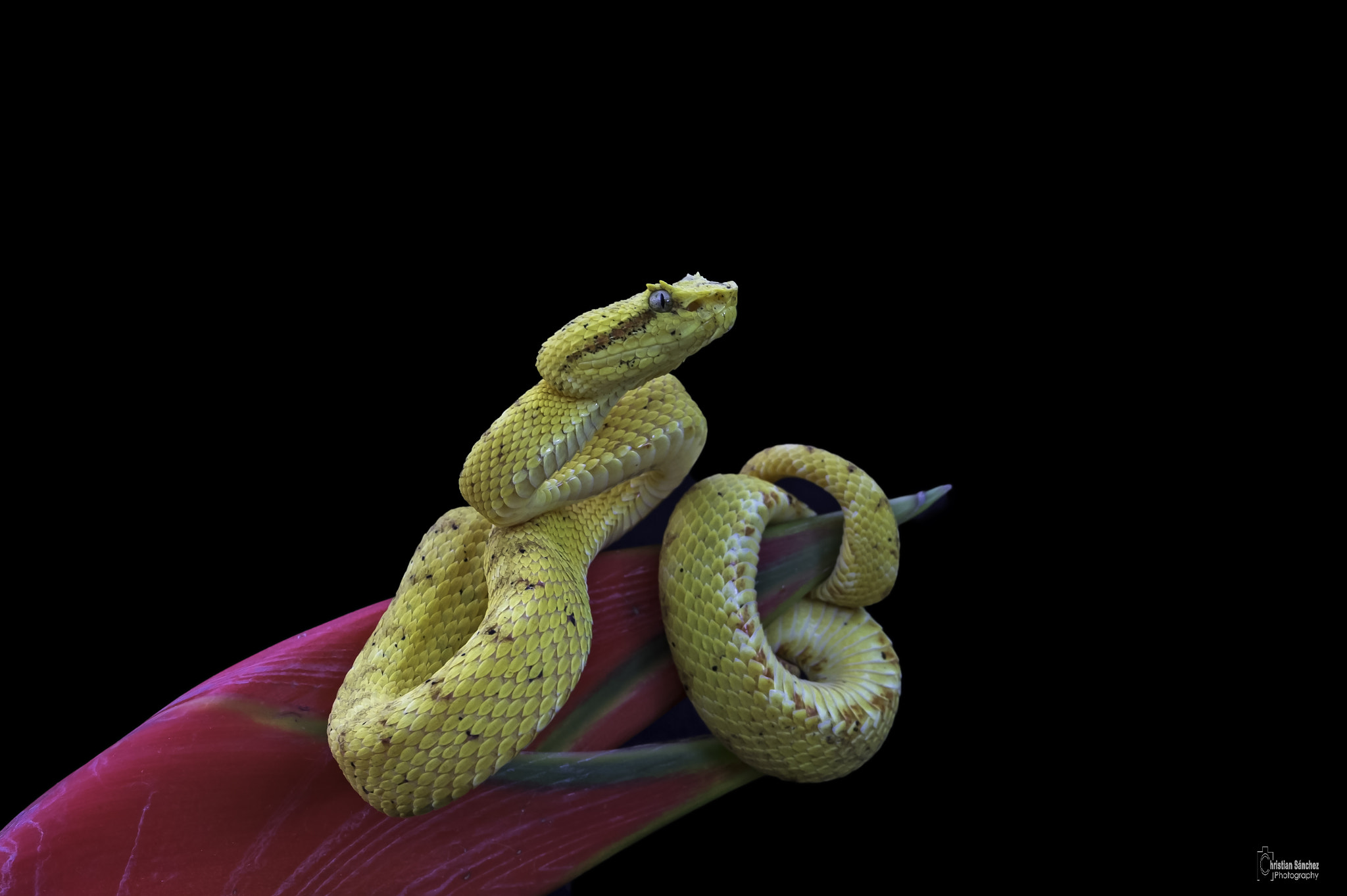 Nikon AF-S Micro-Nikkor 105mm F2.8G IF-ED VR sample photo. Eyelash viper  bocaracá photography