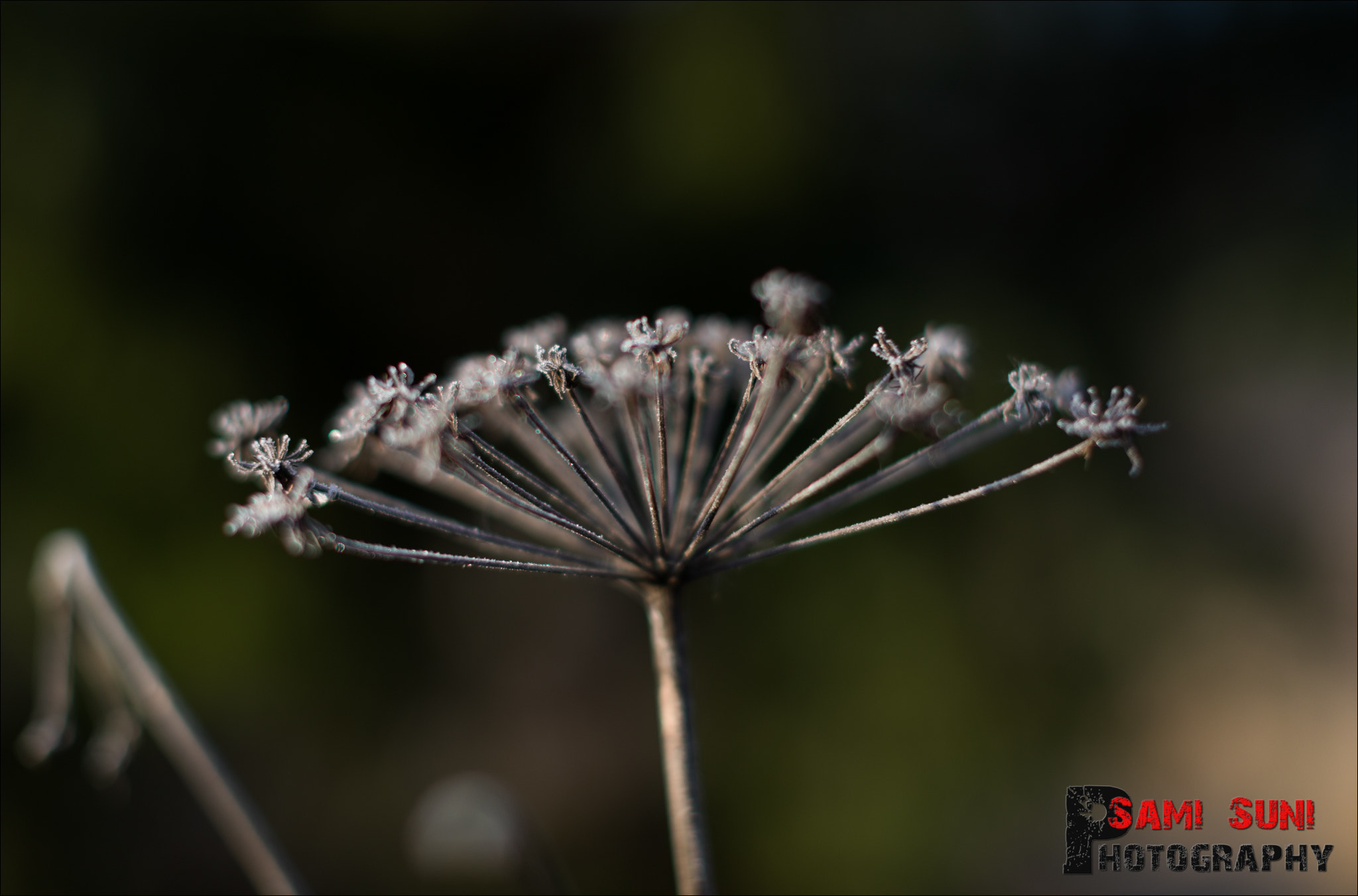 Canon EF 50mm F1.2L USM sample photo. Ga photography