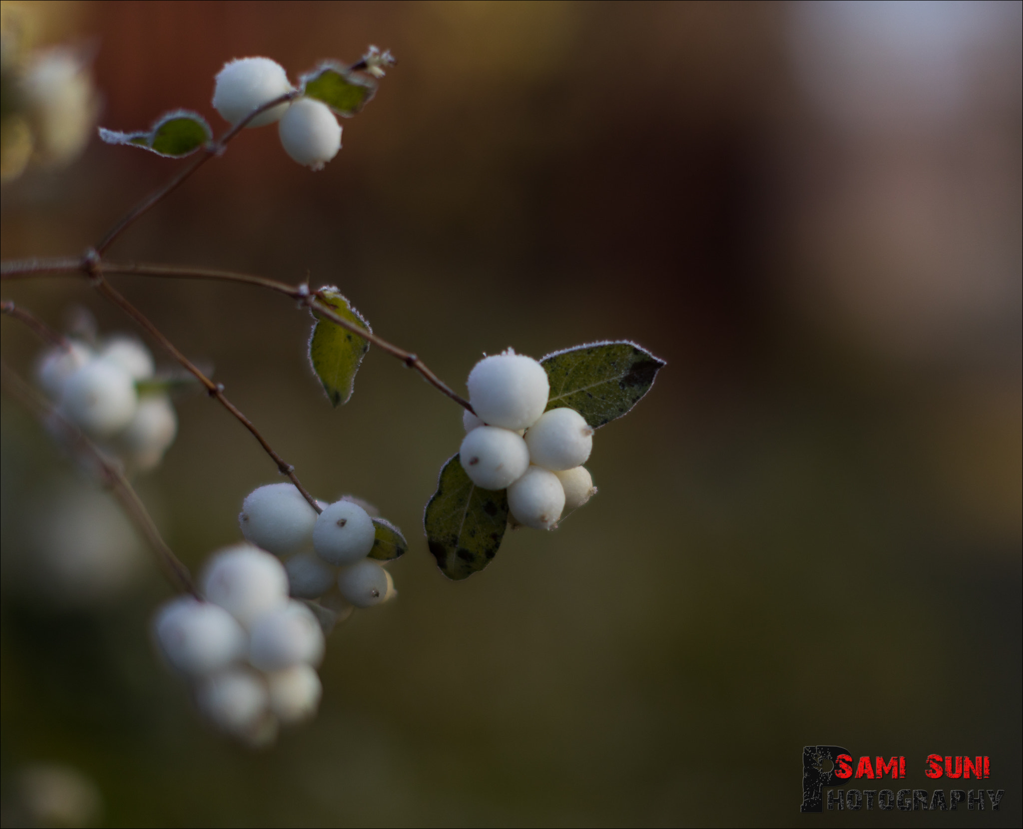 Canon EF 50mm F1.2L USM sample photo. Ga photography