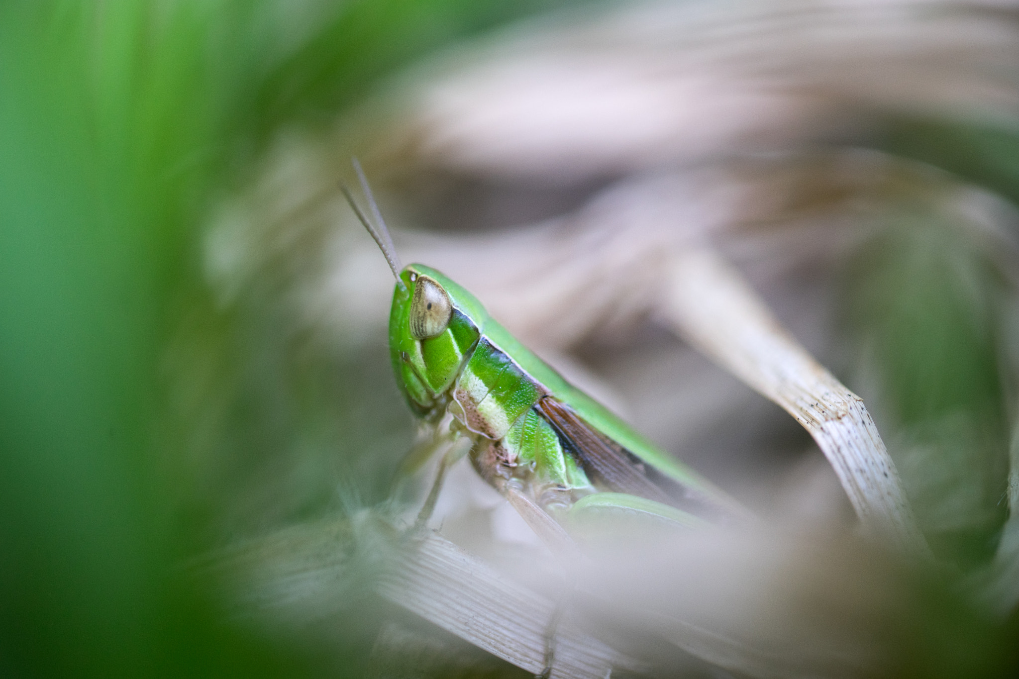 Sigma 70mm F2.8 EX DG Macro sample photo. Grasshopper photography