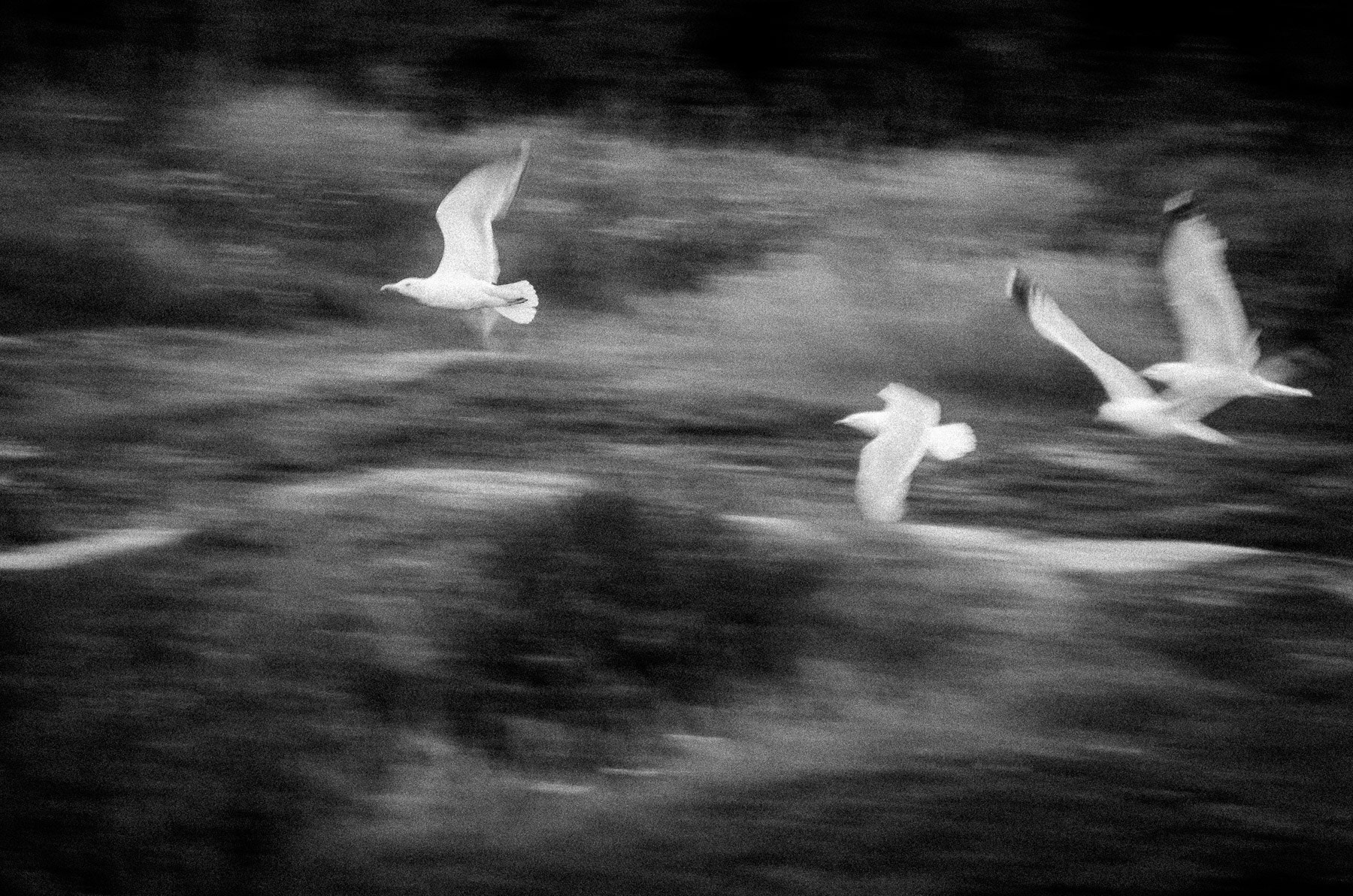 Nikon D7000 sample photo. Gulls on ravaged land. photography