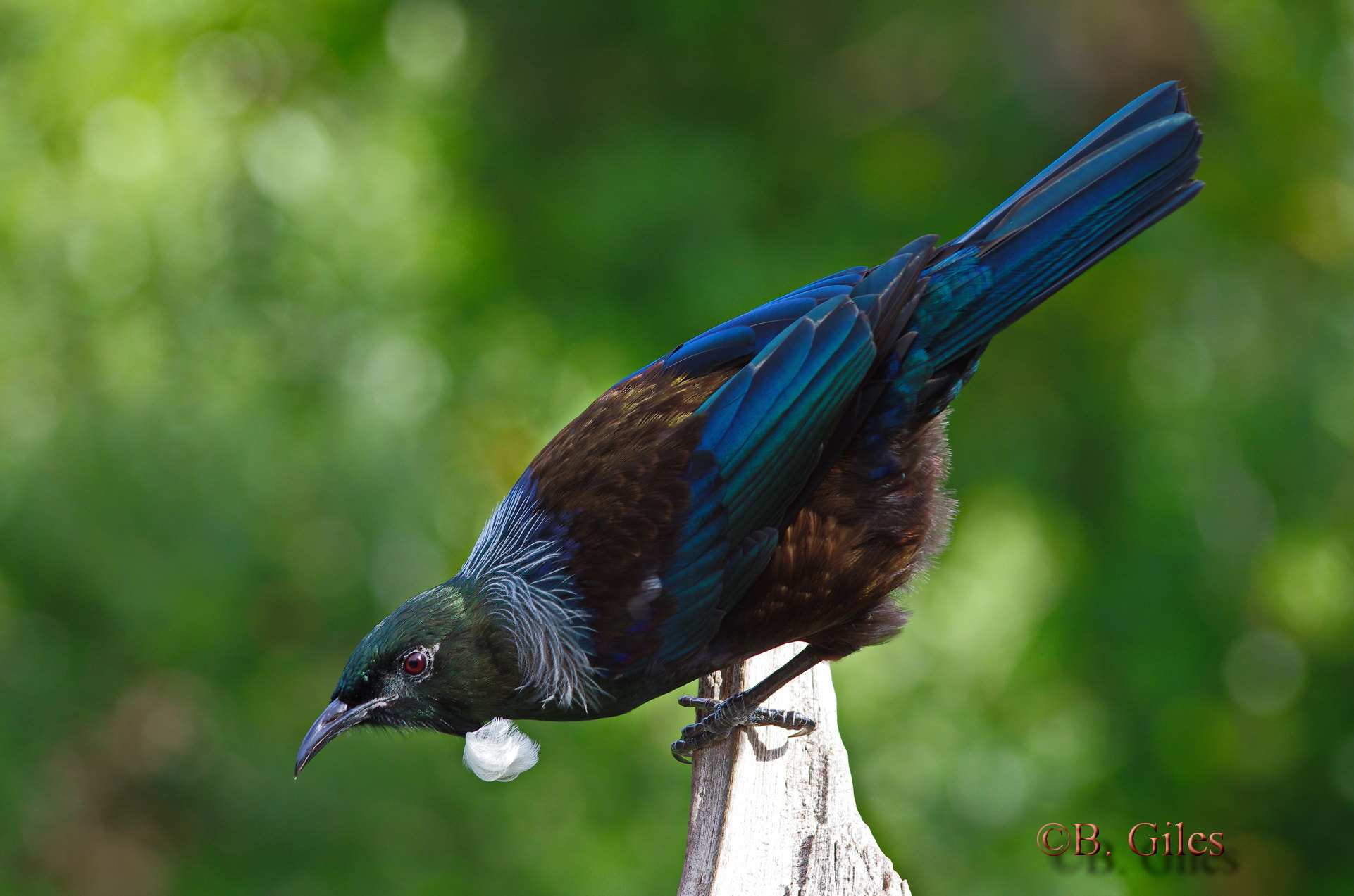 Pentax smc DA* 60-250mm F4.0 ED (IF) SDM sample photo. Tūī  new zealand photography