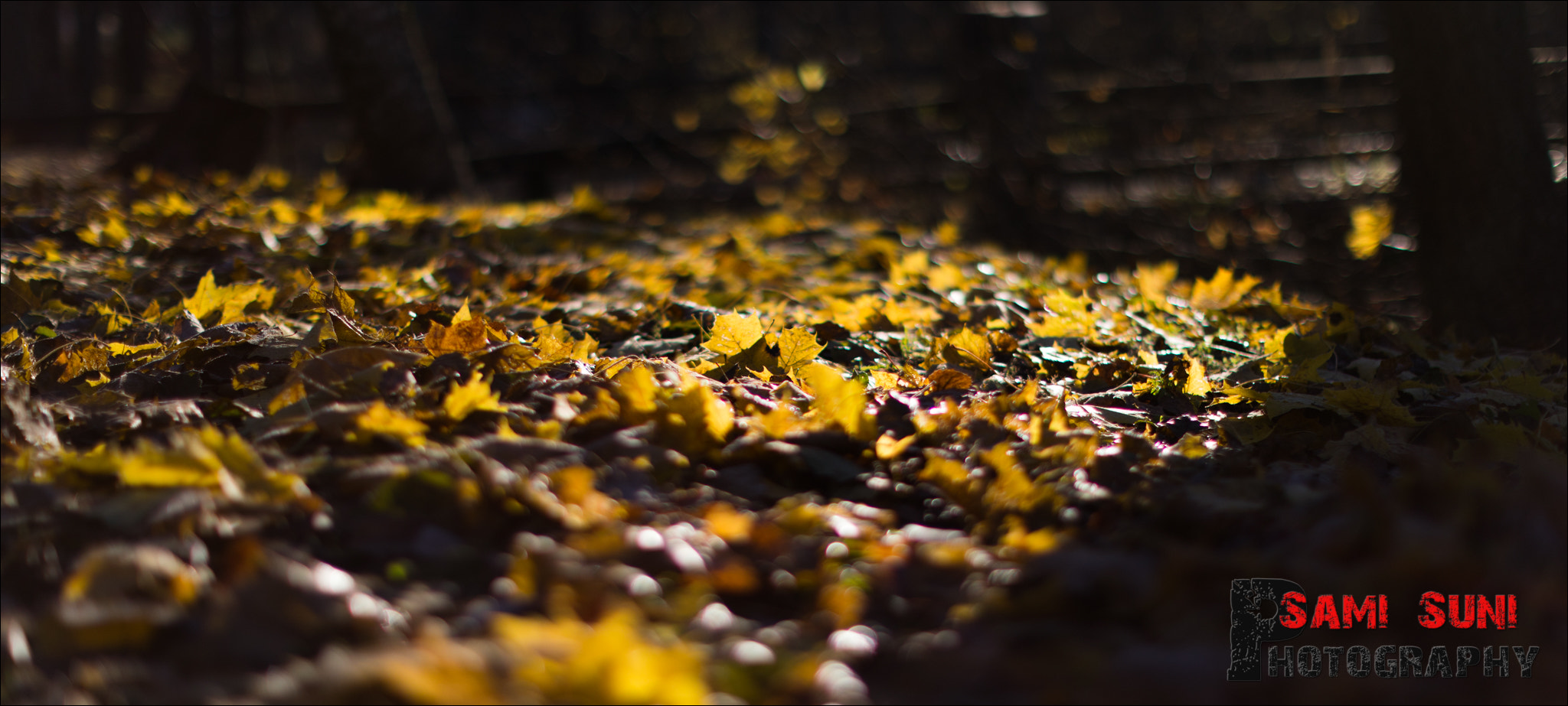 Canon EF 50mm F1.2L USM sample photo. Ga photography