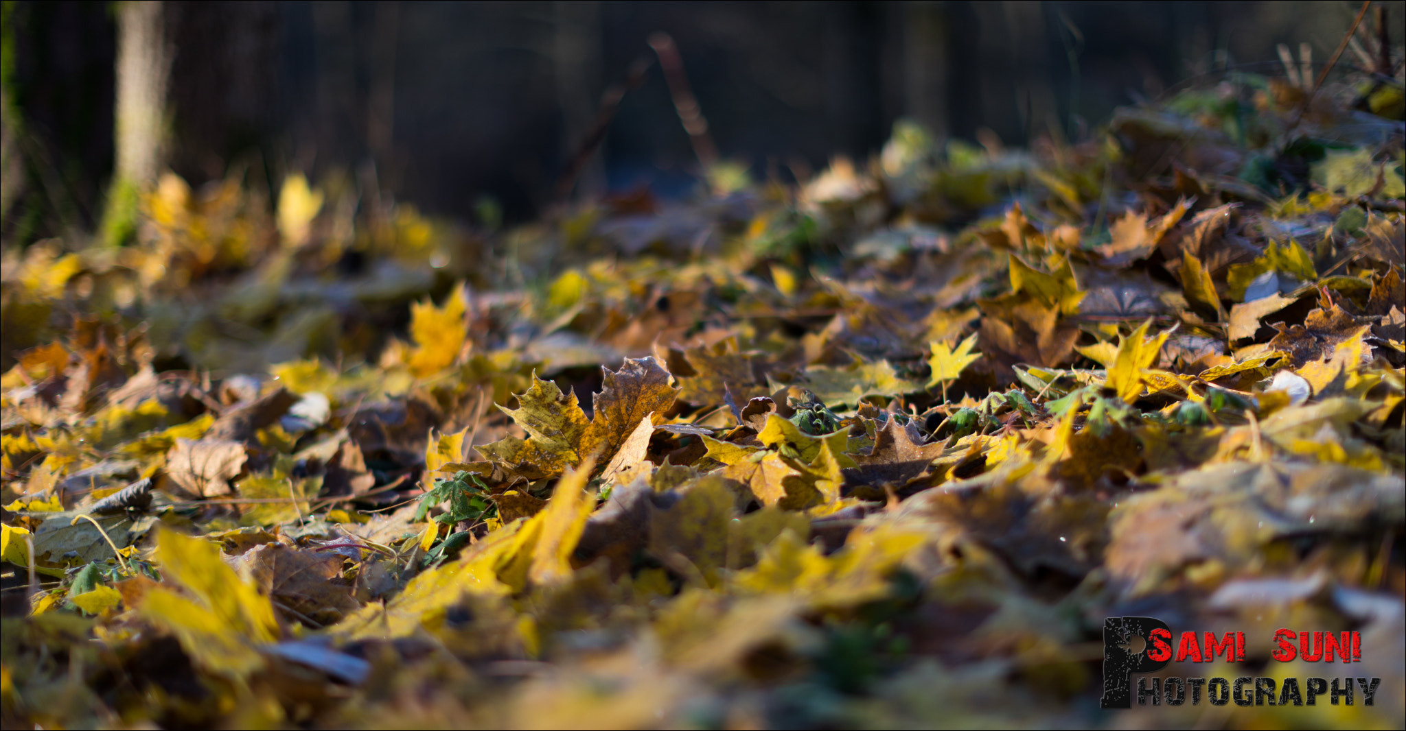 Canon EF 50mm F1.2L USM sample photo. Ga photography