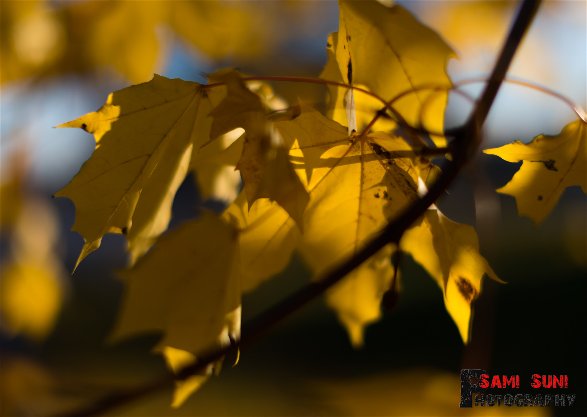 Canon EF 50mm F1.2L USM sample photo. Ga photography