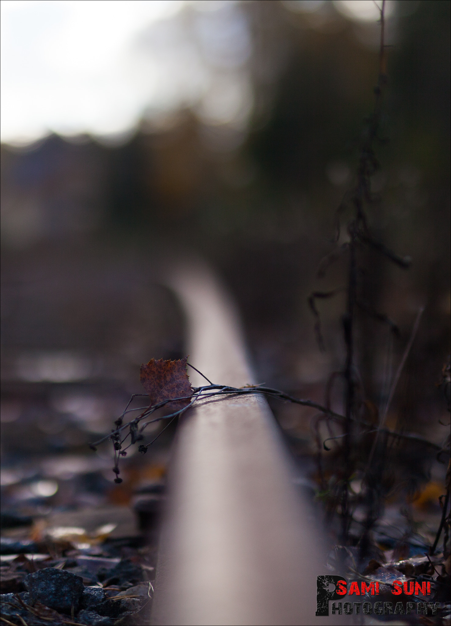 Sigma 50mm F1.4 EX DG HSM sample photo. Mg photography