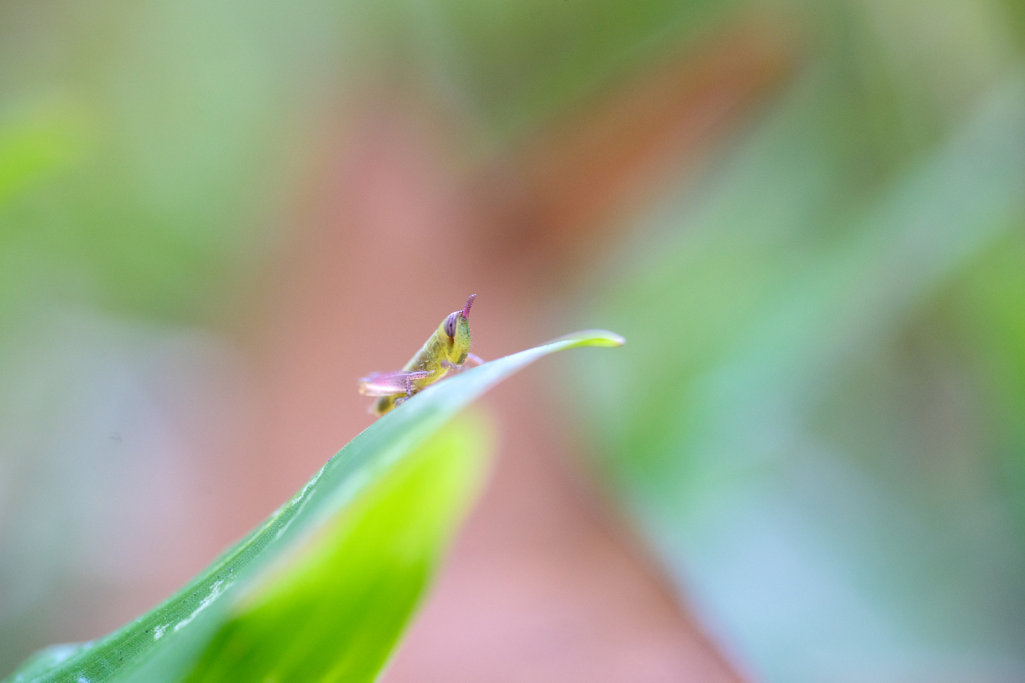 Sony a7 + Sigma 70mm F2.8 EX DG Macro sample photo. _dsc5311-1.jpg photography