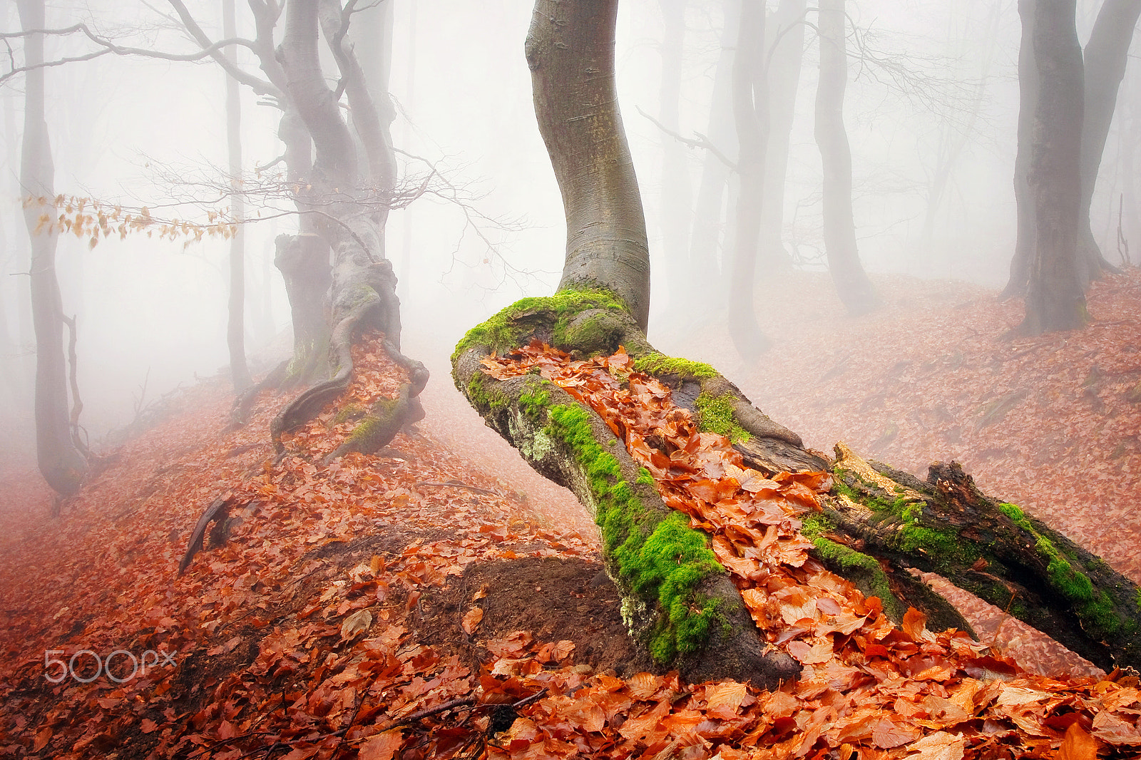 Canon EOS 50D + Canon EF 17-40mm F4L USM sample photo. Autumn in oremoutains photography