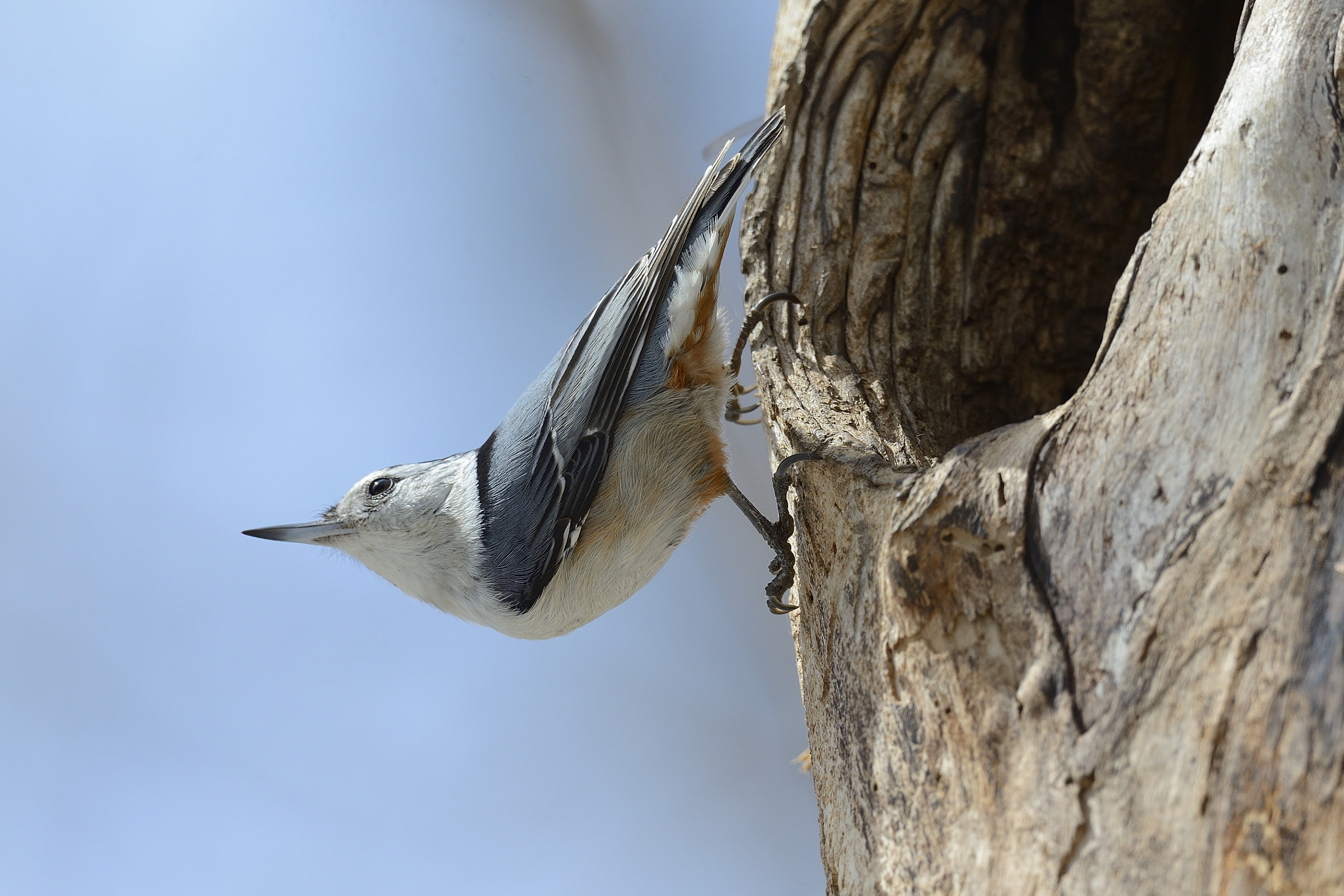 Nikon AF-S Nikkor 800mm F5.6E FL ED VR sample photo. Sittelle à poitrine blanche,white-breastednuthatch photography